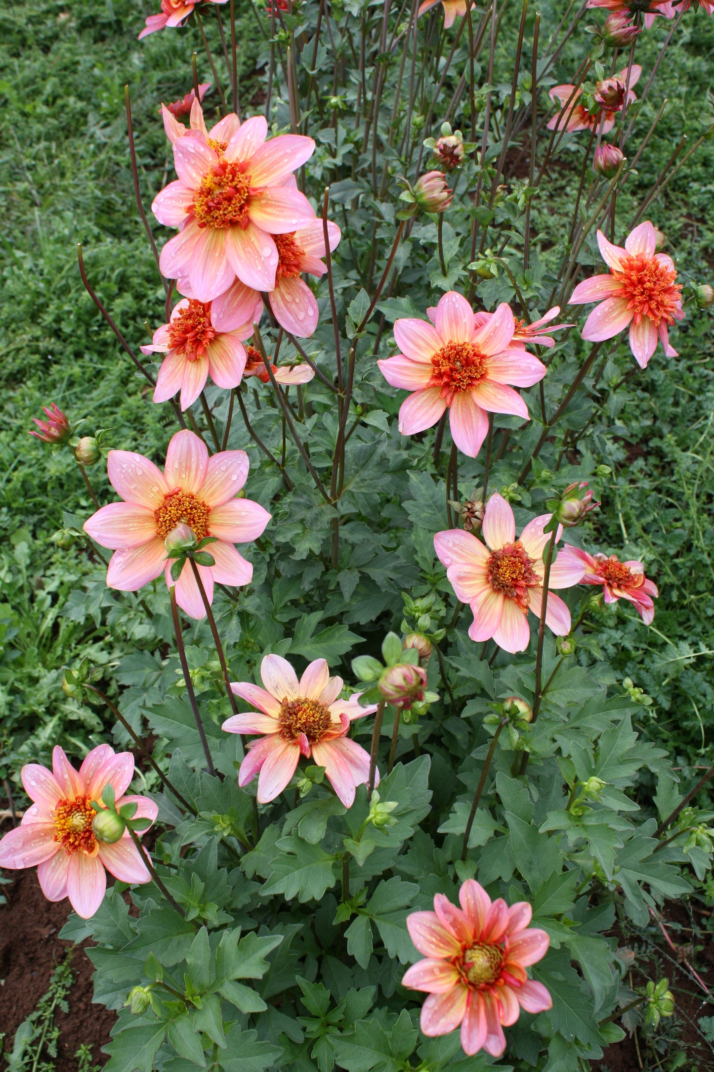 Totally Tangerine Dahlia Tuber