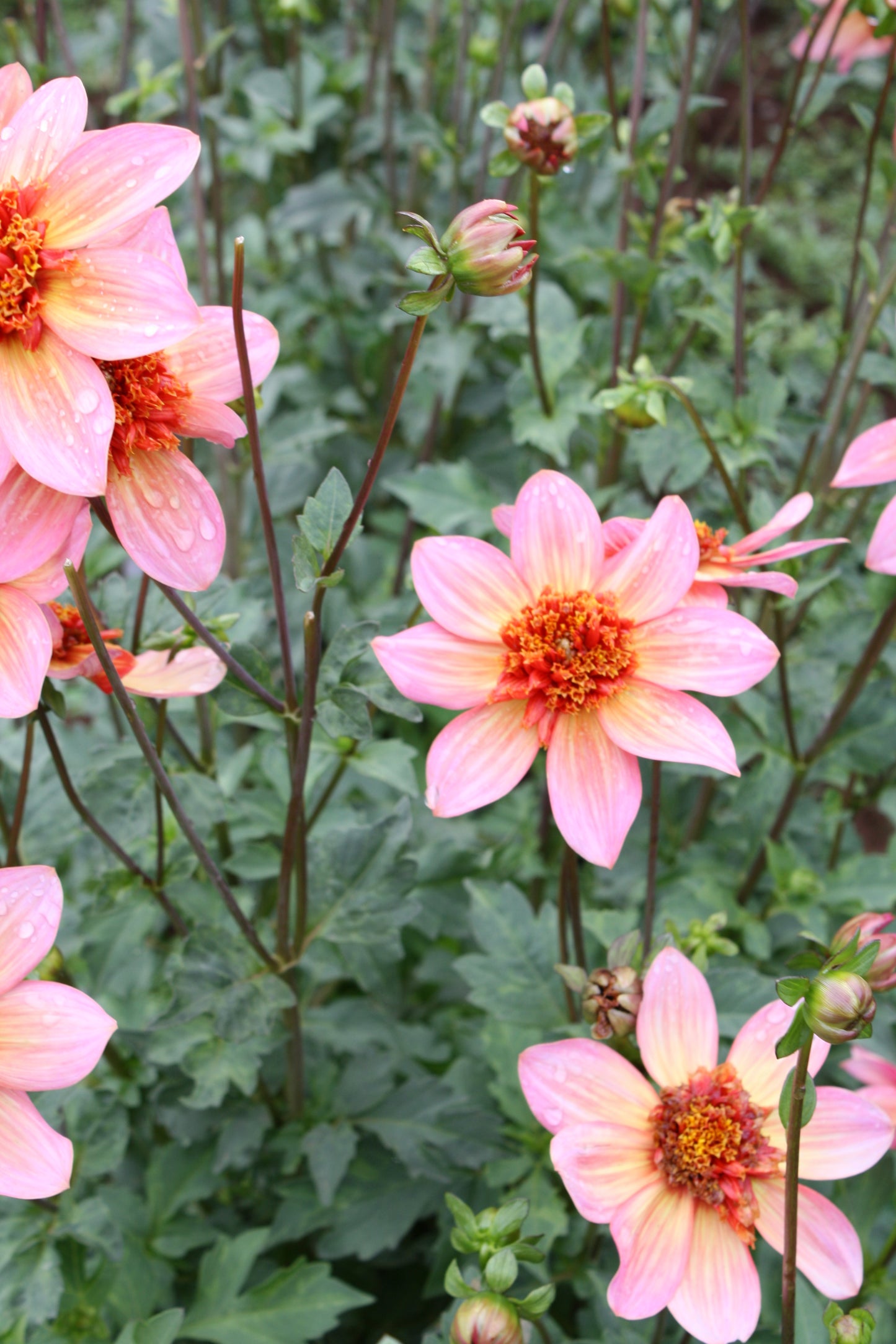 Totally Tangerine Dahlia Tuber
