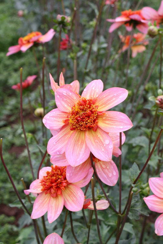 Totally Tangerine Dahlia Tuber