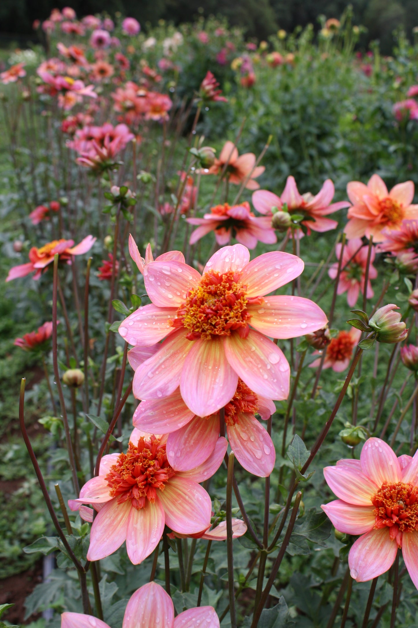 Totally Tangerine Dahlia Tuber