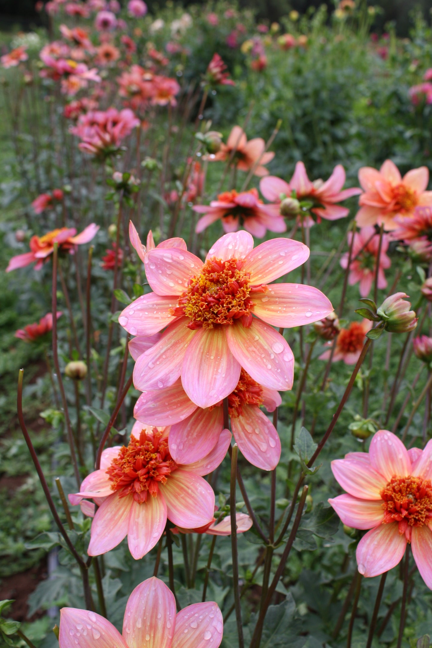 Totally Tangerine Dahlia Tuber