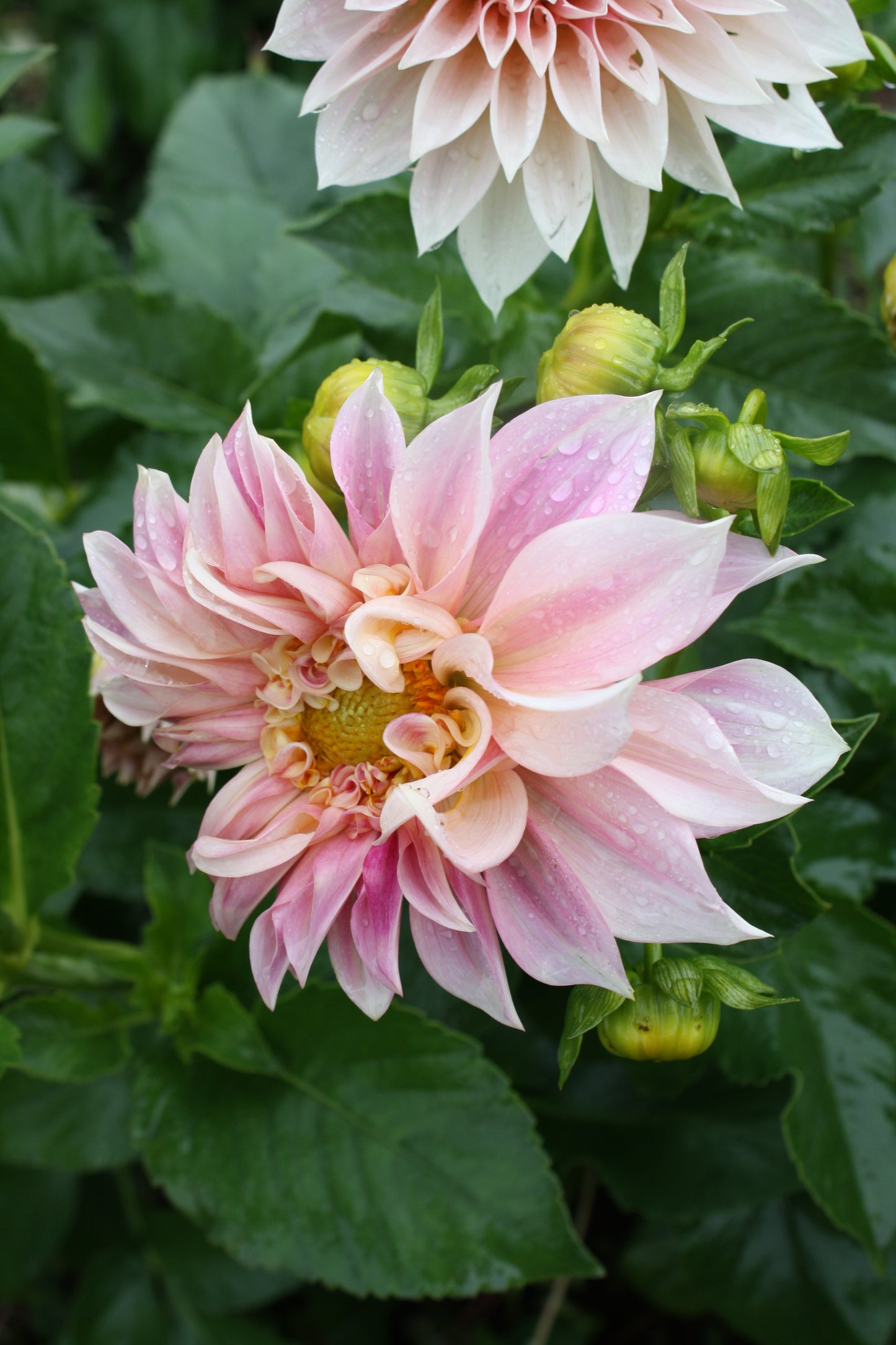 Cafe au Lait Dahlia Tuber
