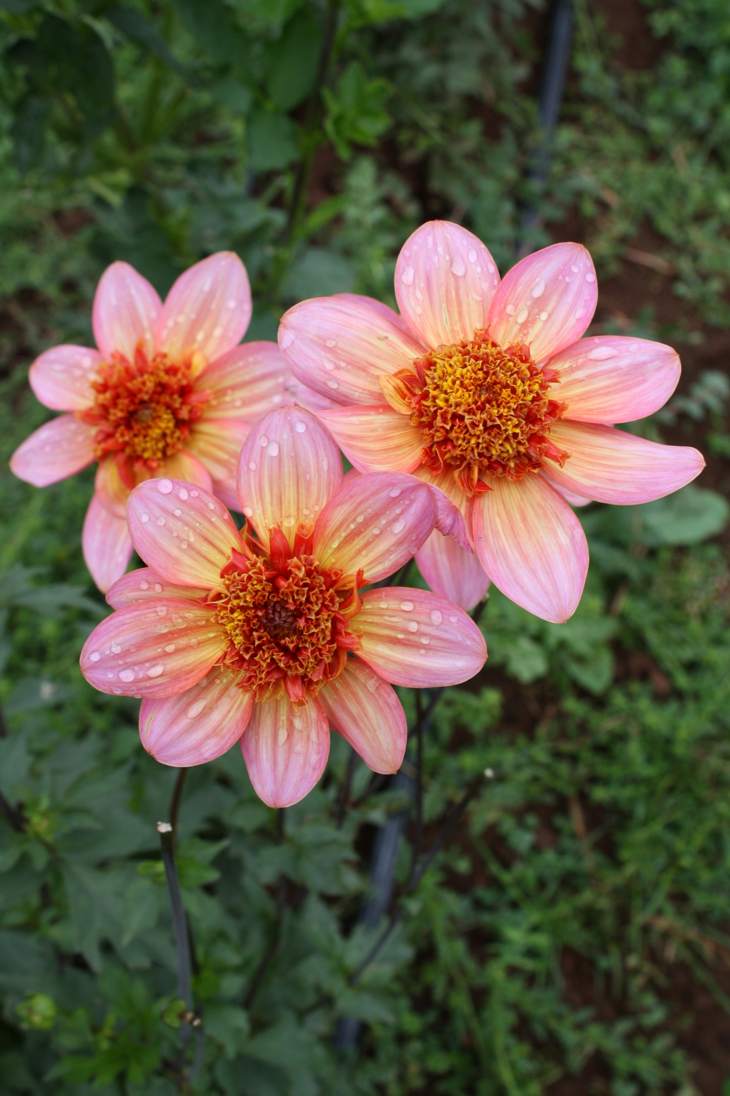 Totally Tangerine Dahlia Tuber