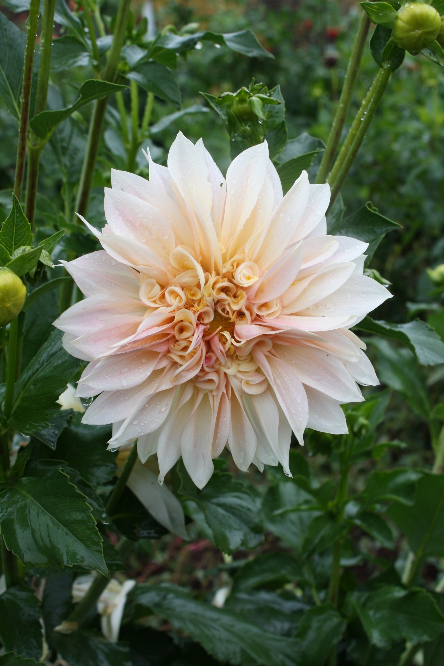 Cafe au Lait Dahlia Tuber
