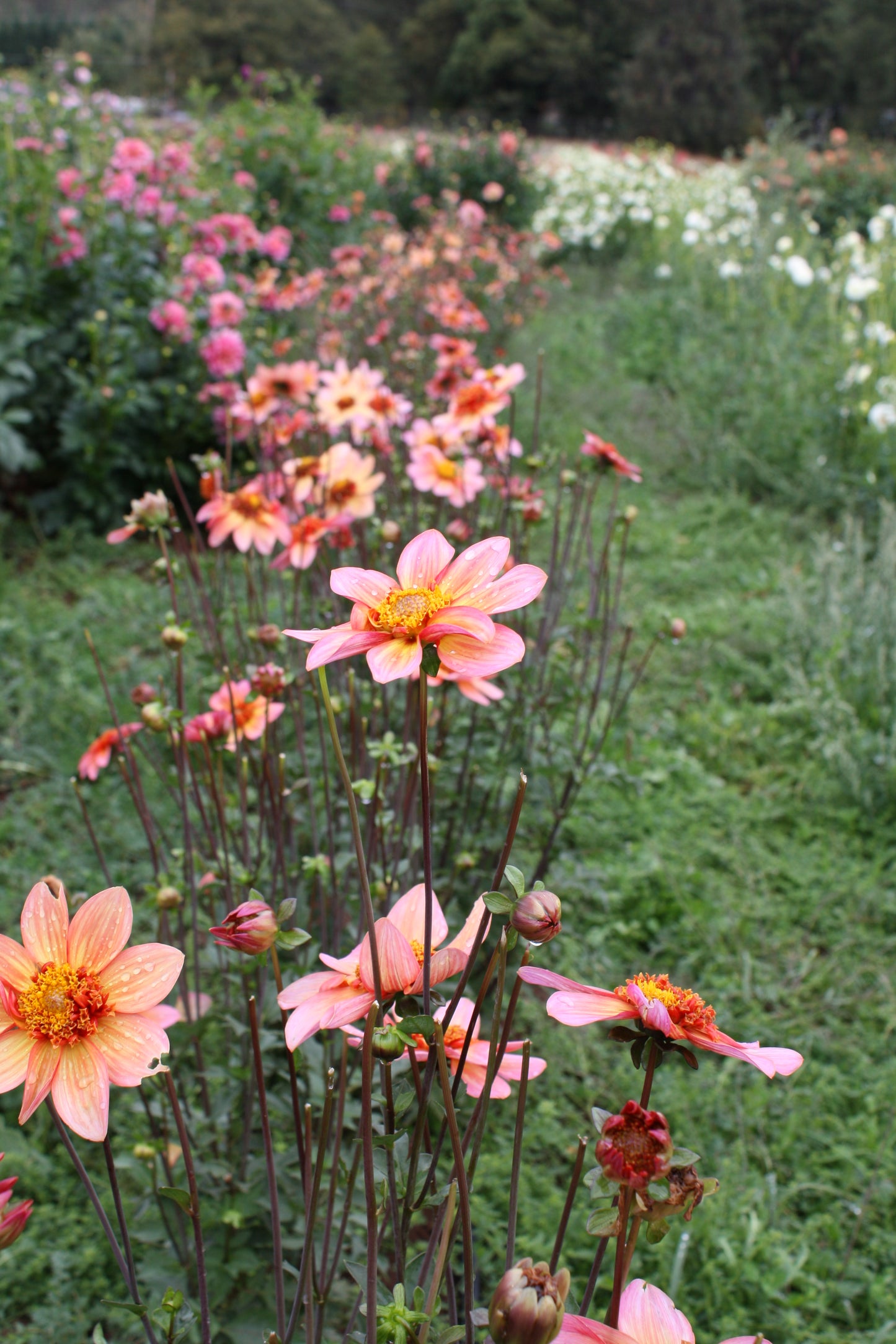 Totally Tangerine Dahlia Tuber