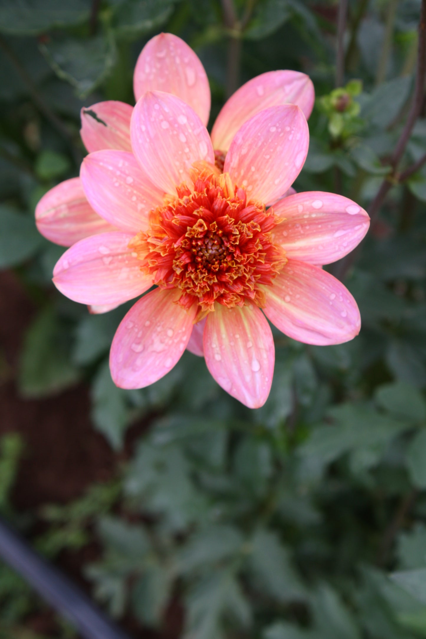 Totally Tangerine Dahlia Tuber