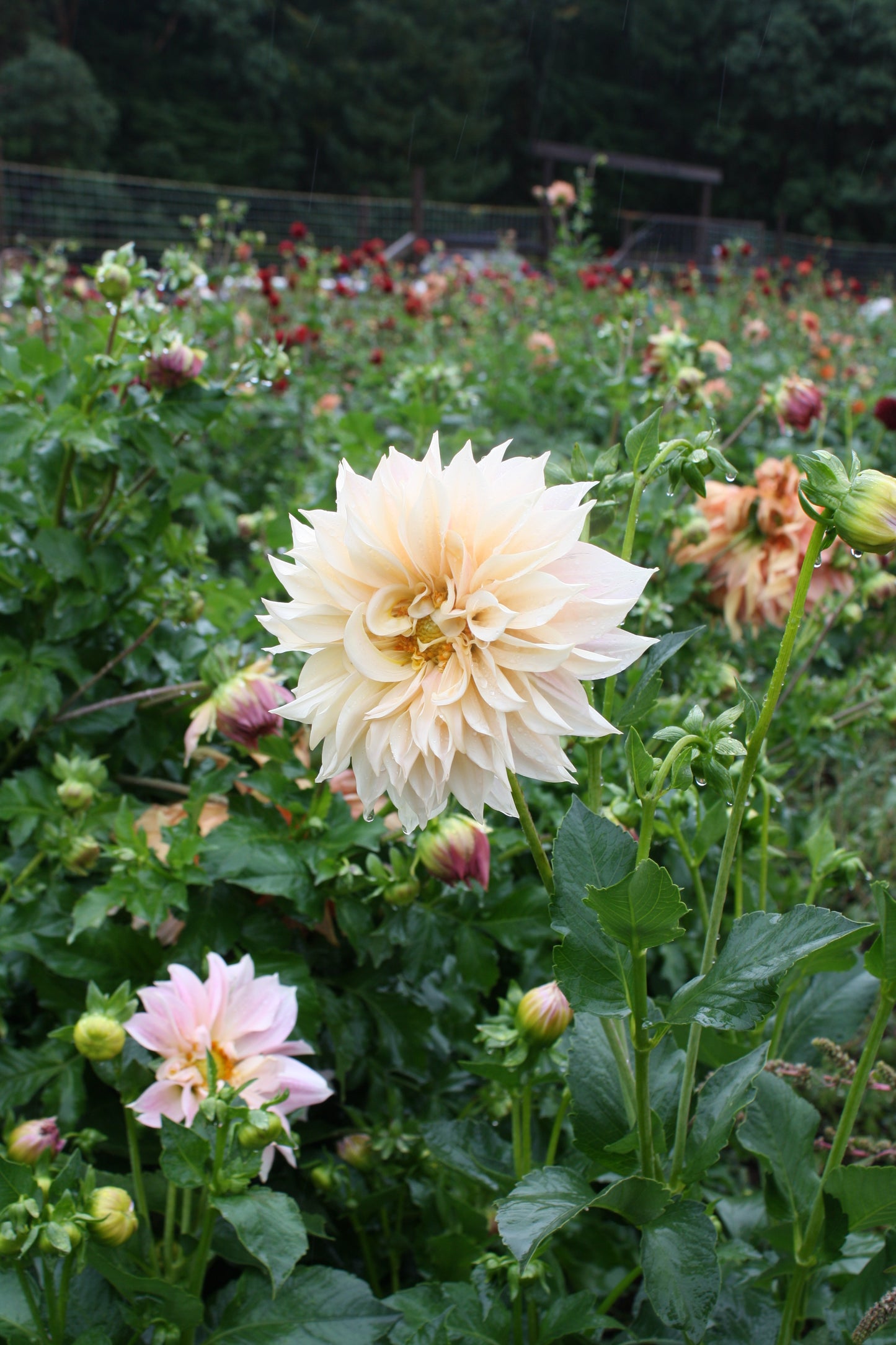 Cafe au Lait Dahlia Tuber