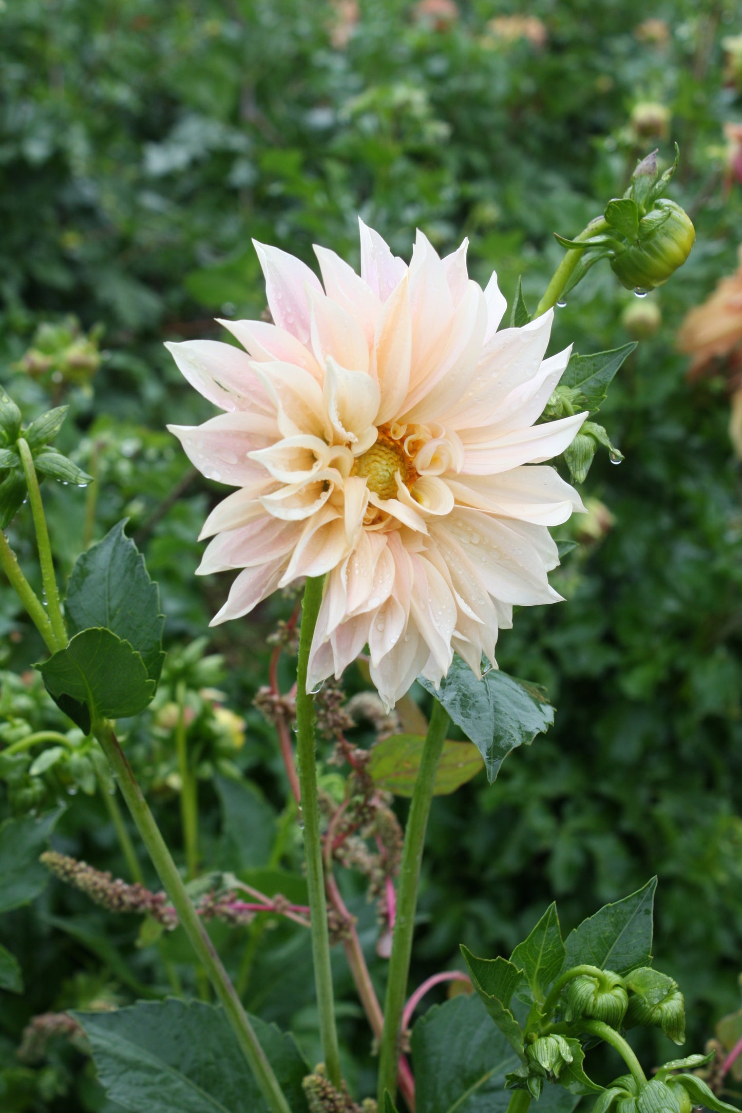 Cafe au Lait Dahlia Tuber