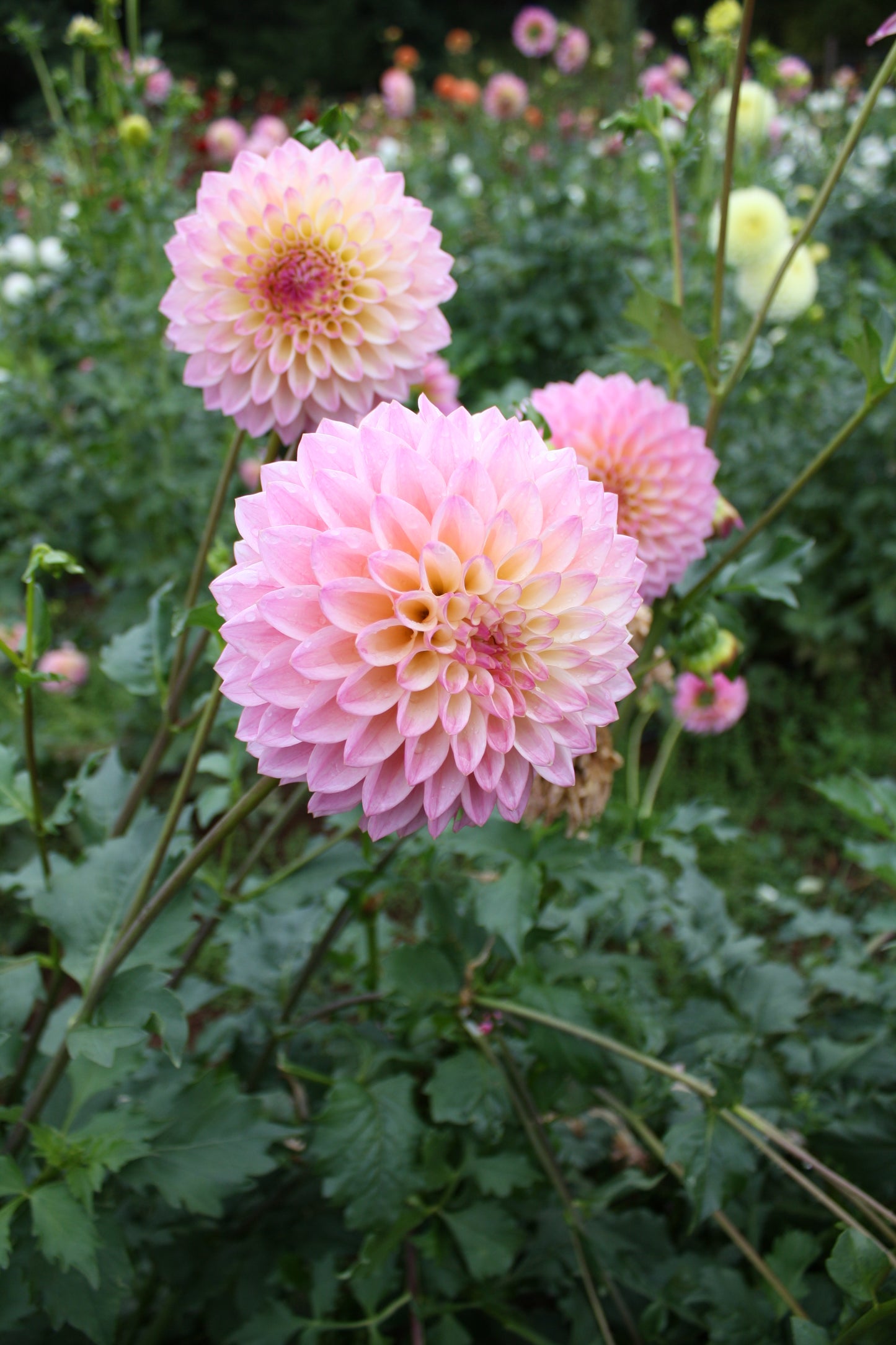 Coralie Dahlia Tuber