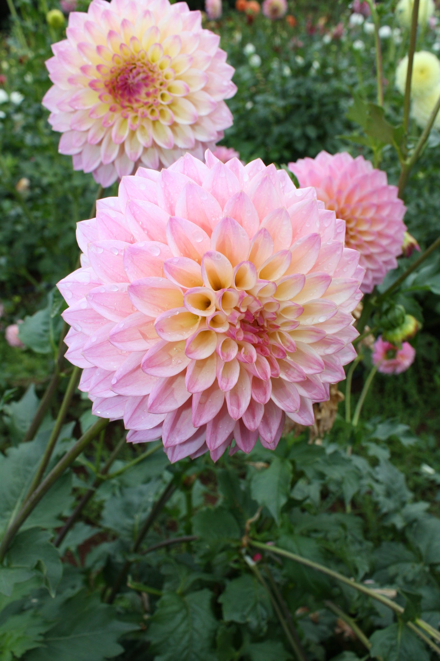 Coralie Dahlia Tuber