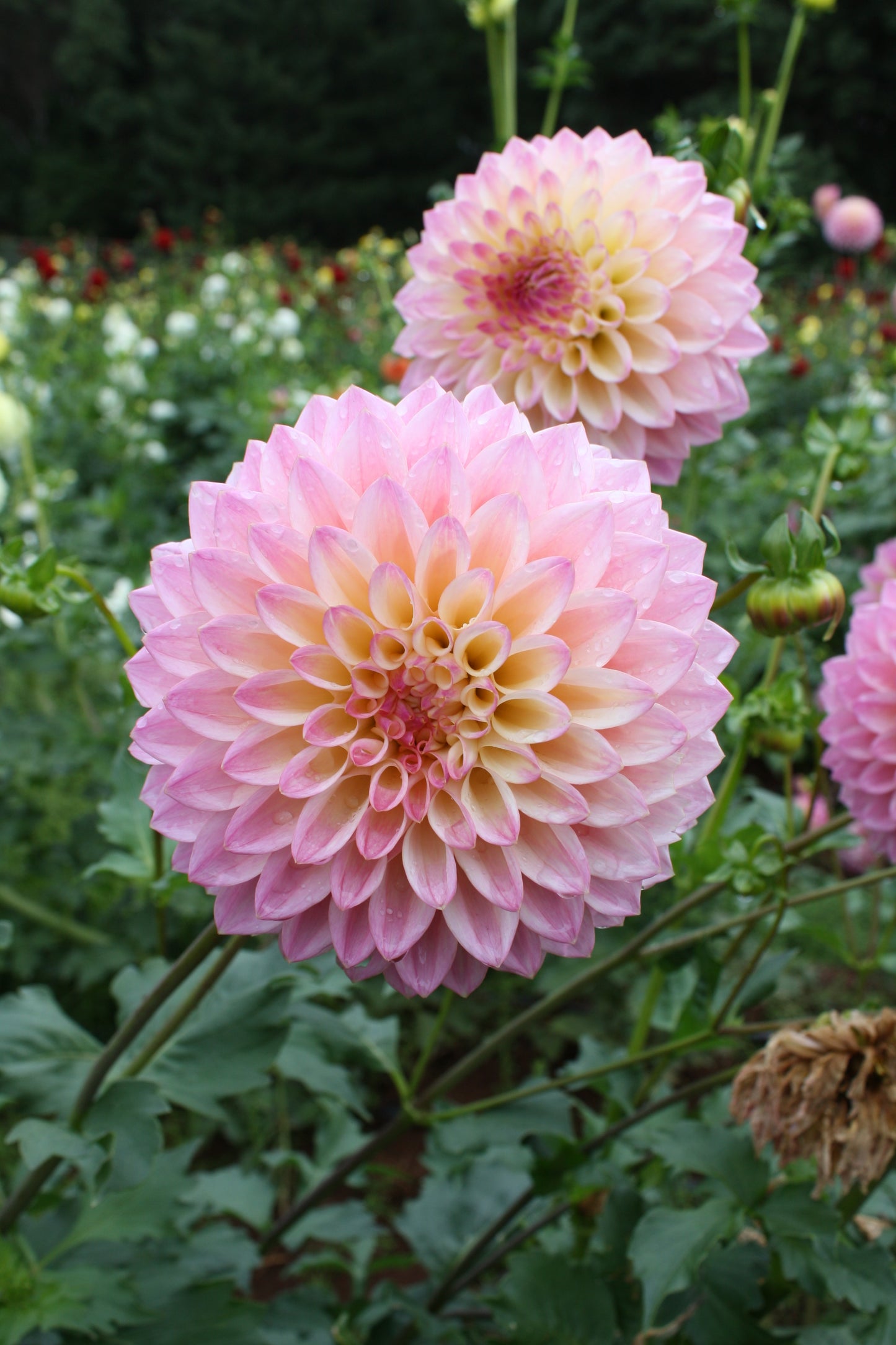 Coralie Dahlia Tuber