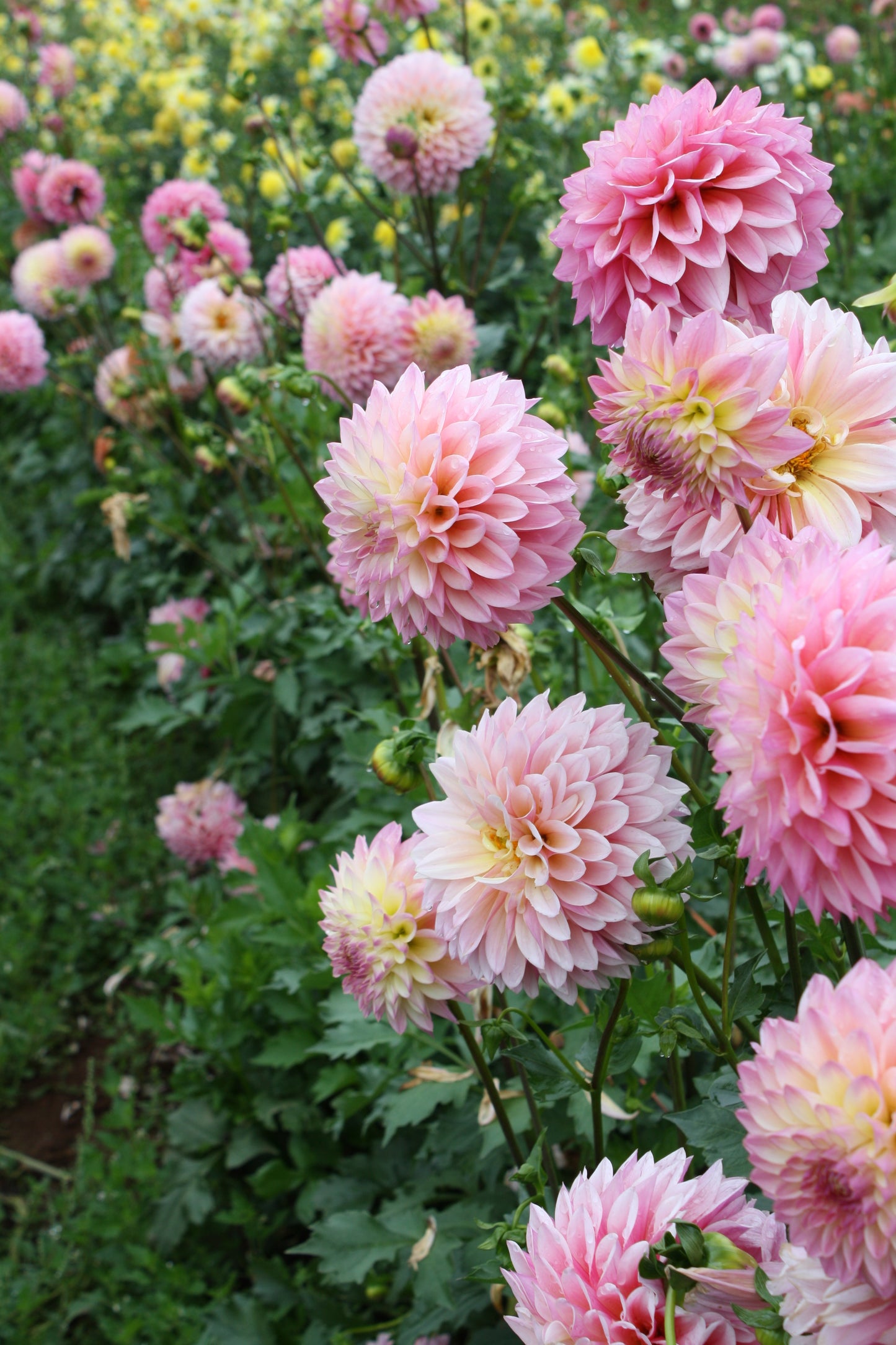 Coralie Dahlia Tuber