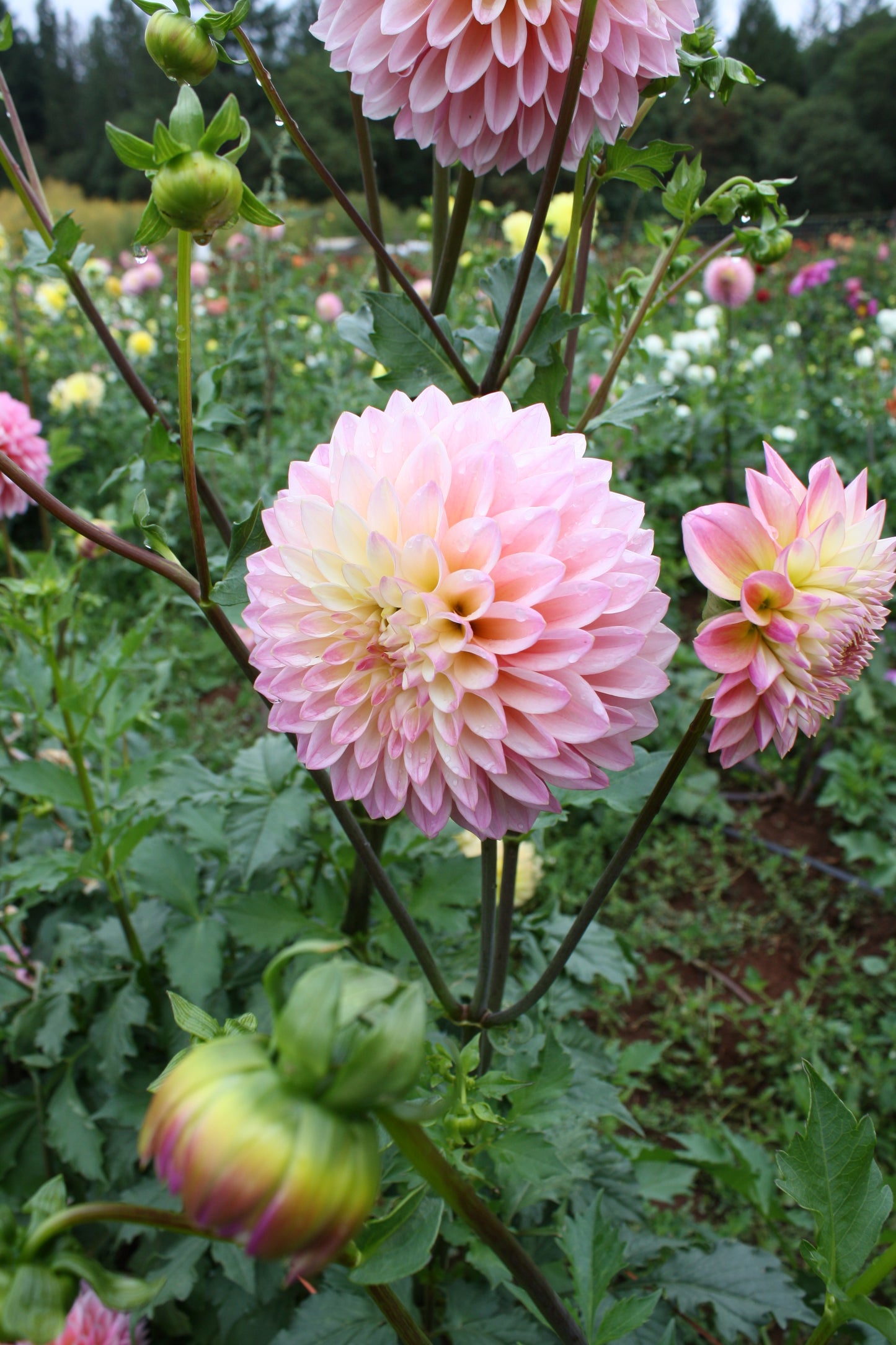 Coralie Dahlia Tuber