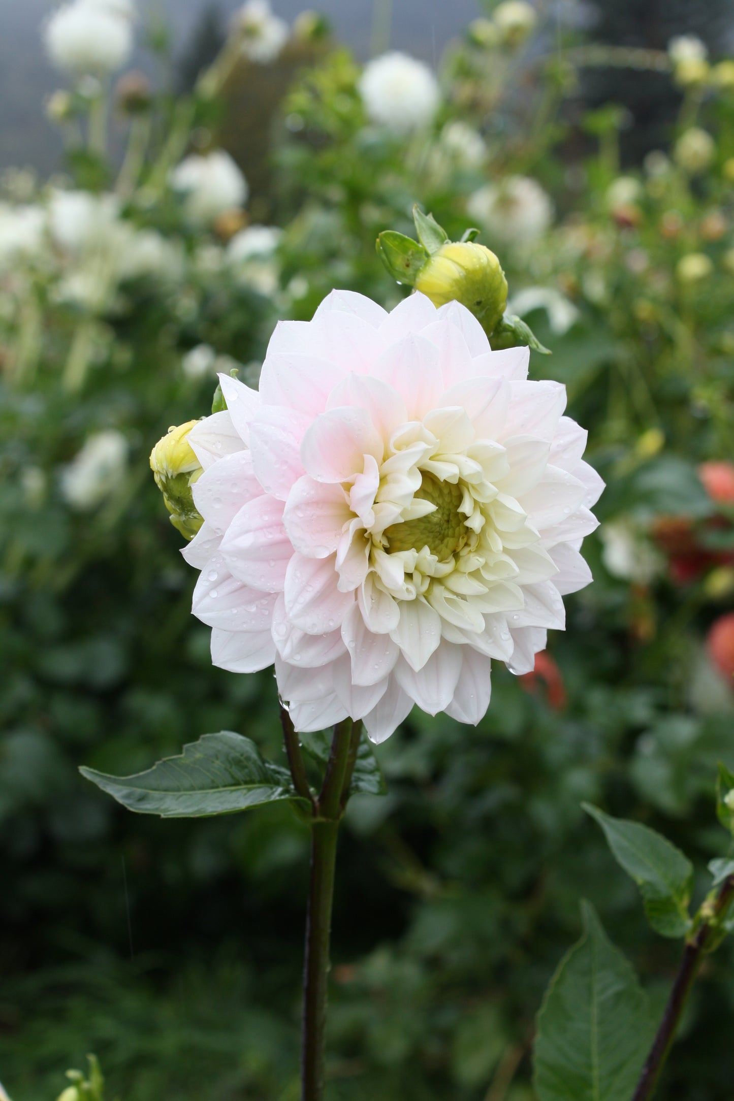 Silver Years Dahlia Tuber