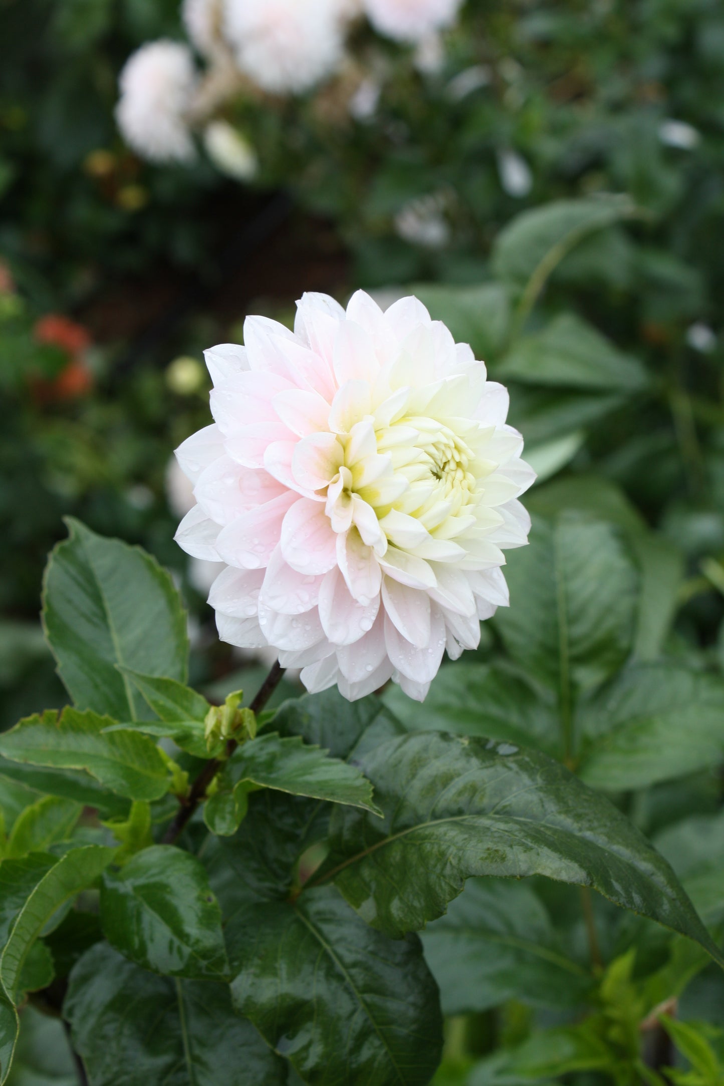 Silver Years Dahlia Tuber