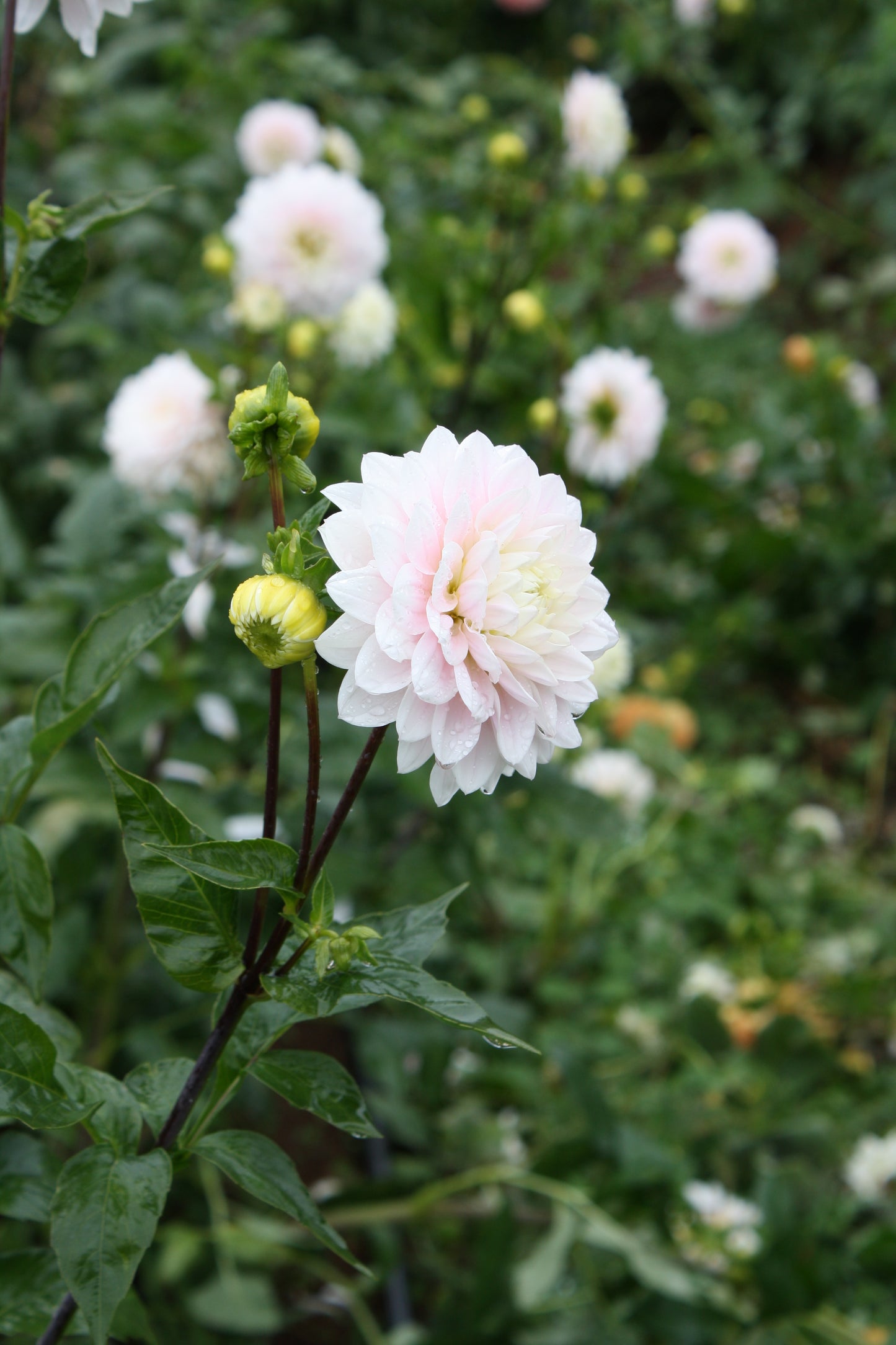 Silver Years Dahlia Tuber