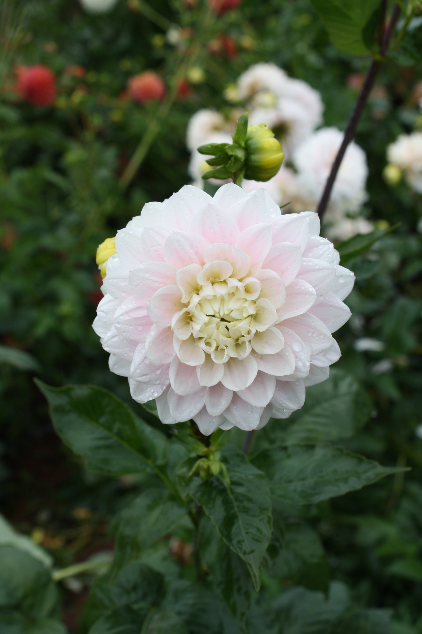 Silver Years Dahlia Tuber