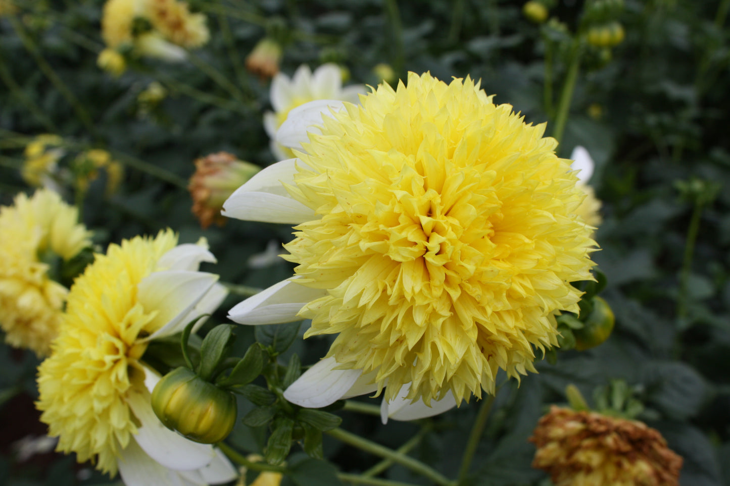 Sandia Summertime Dahlia Tuber