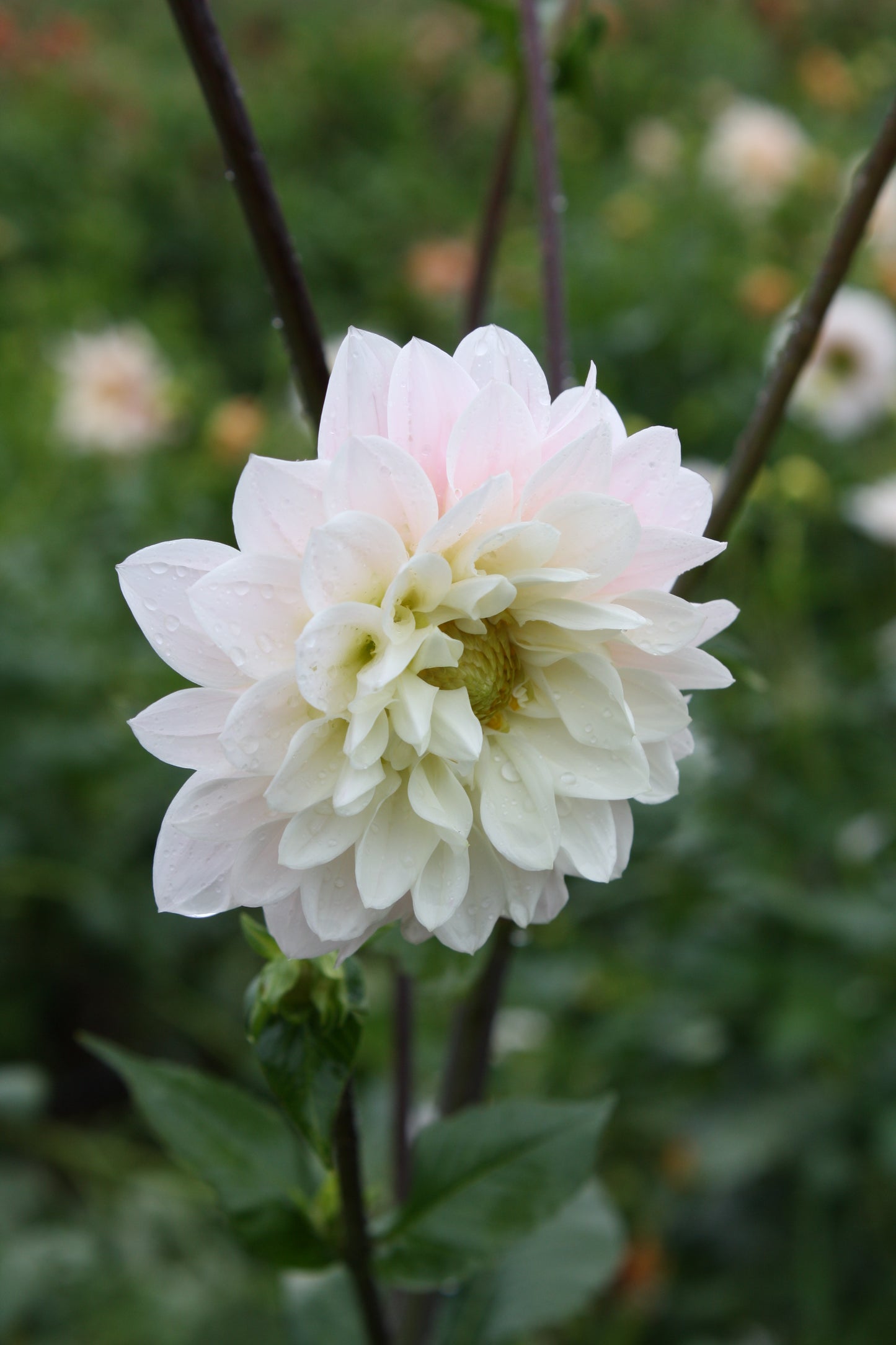 Silver Years Dahlia Tuber