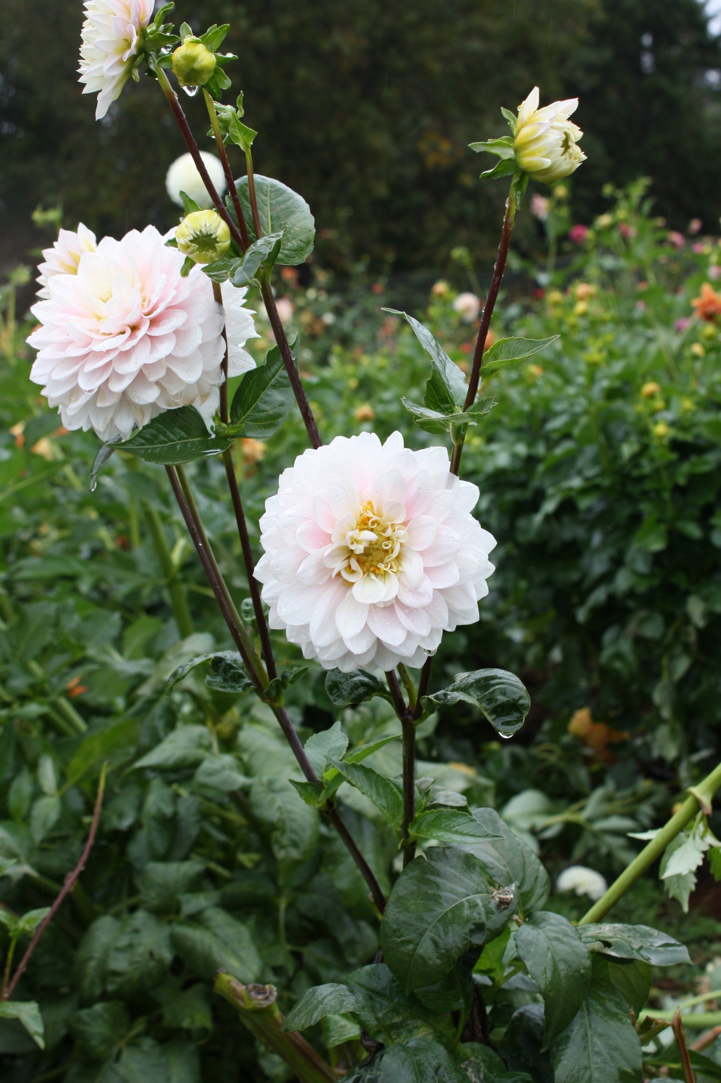 Silver Years Dahlia Tuber