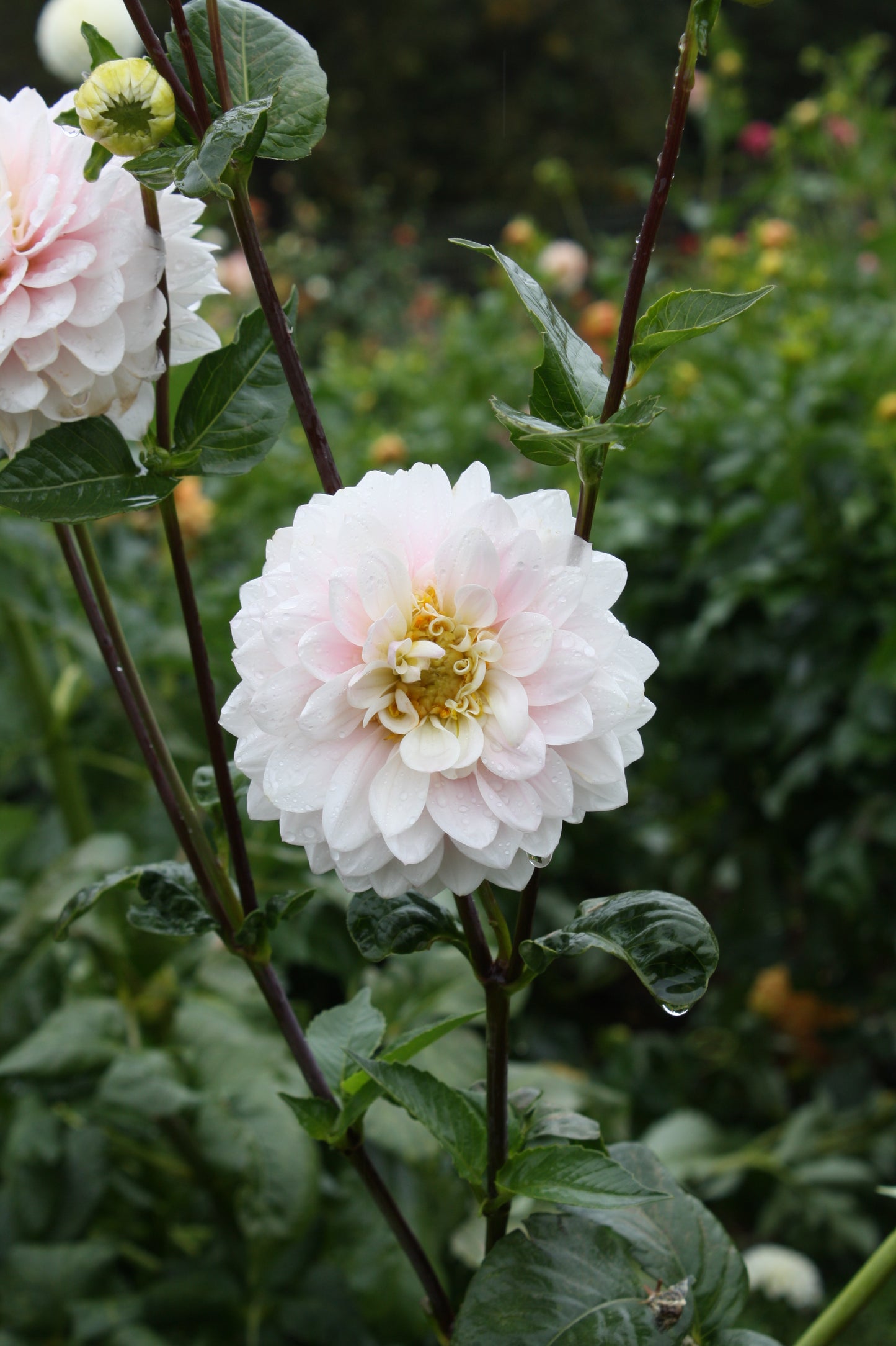 Silver Years Dahlia Tuber
