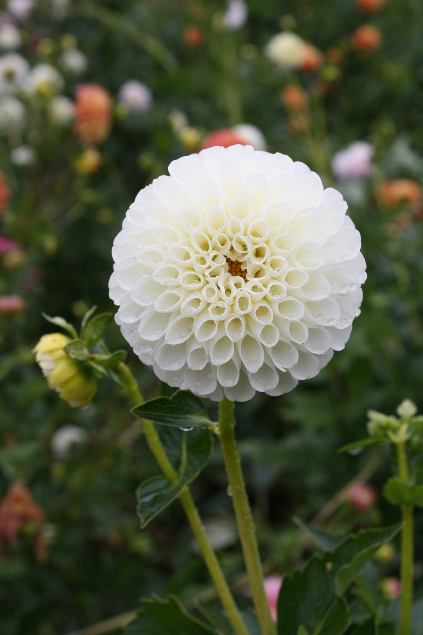 RJR Dahlia Tuber