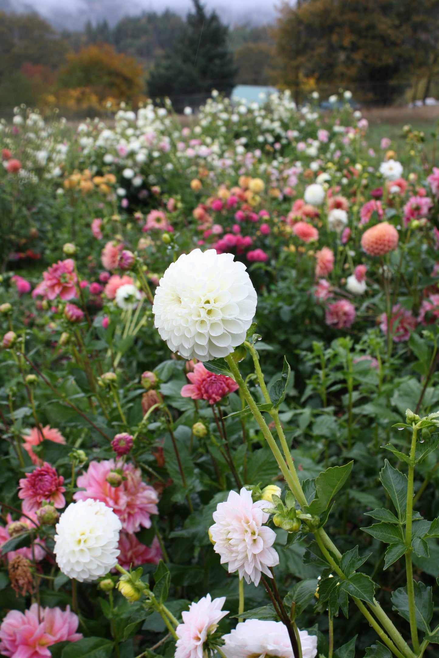 RJR Dahlia Tuber