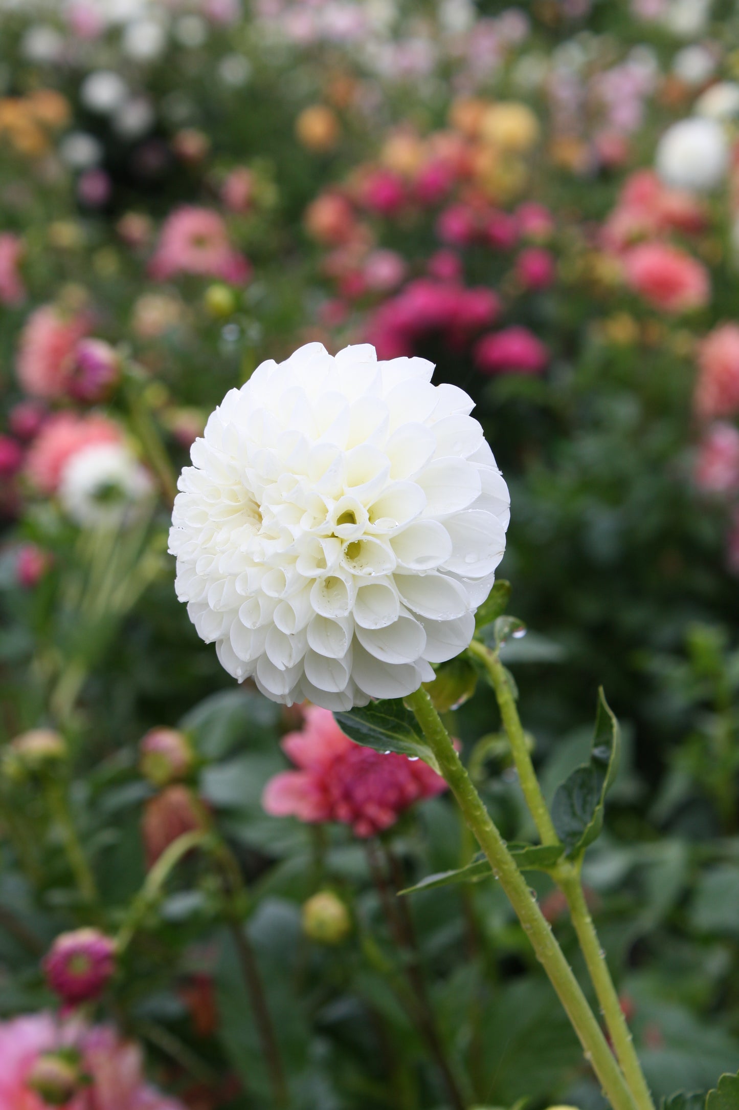 RJR Dahlia Tuber