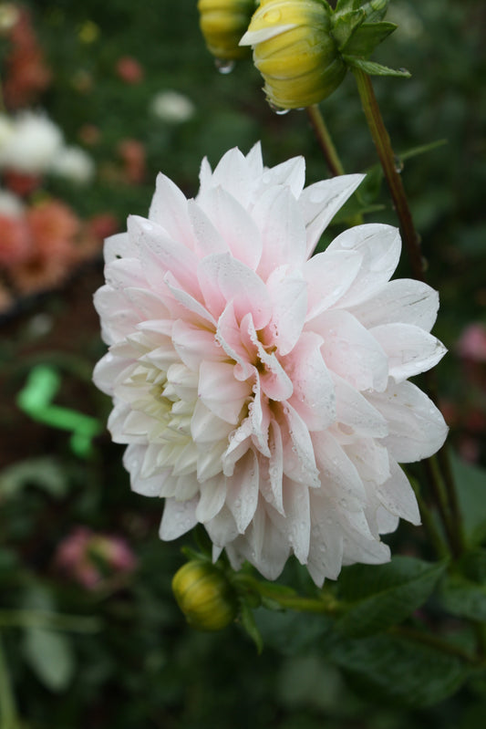 Silver Years Dahlia Tuber