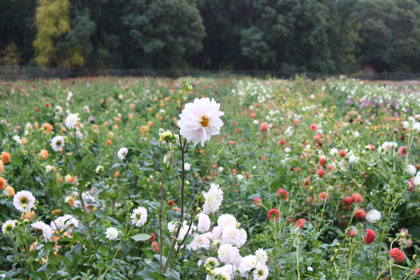 Chilson's Pride Dahlia Tuber