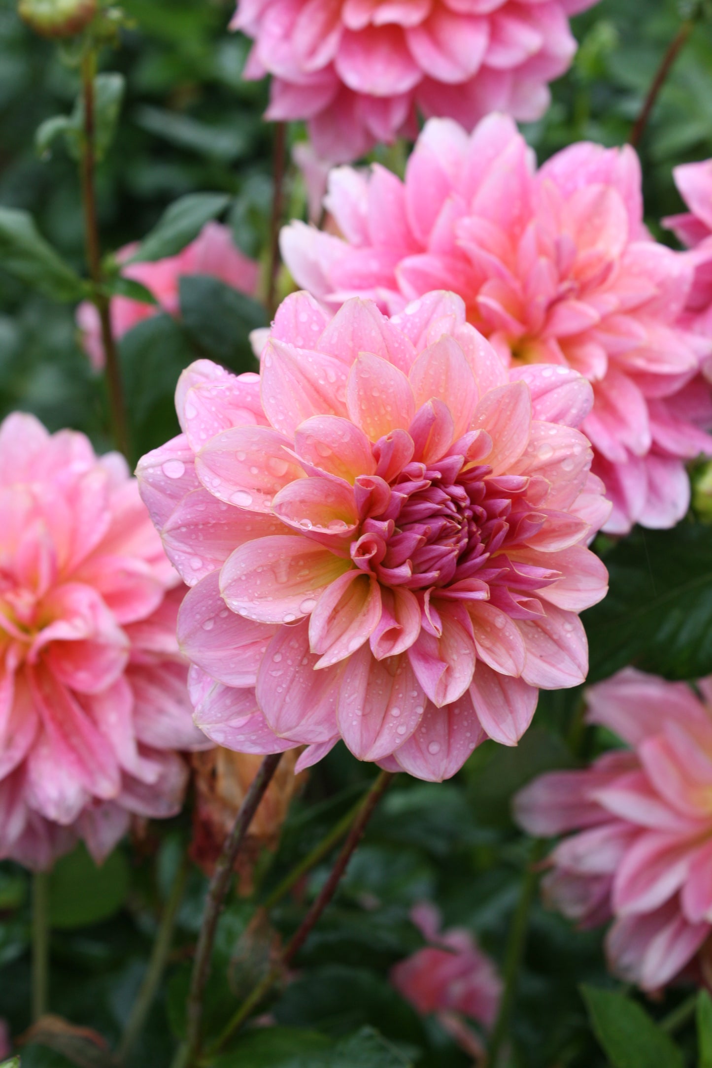 Southern Belle Dahlia Tuber