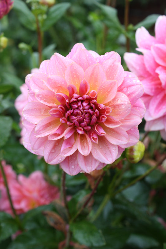 Southern Belle Dahlia Tuber