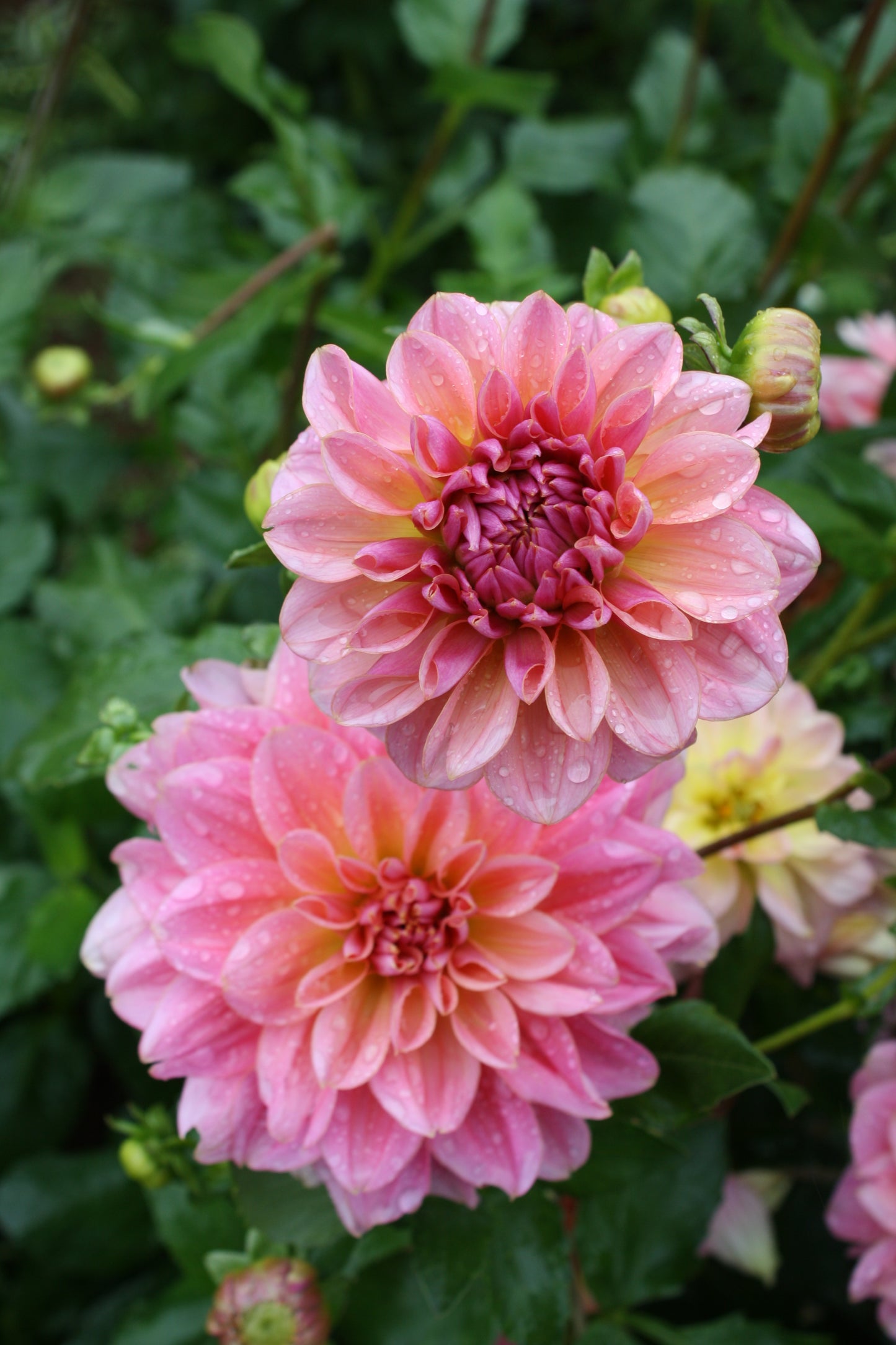 Southern Belle Dahlia Tuber