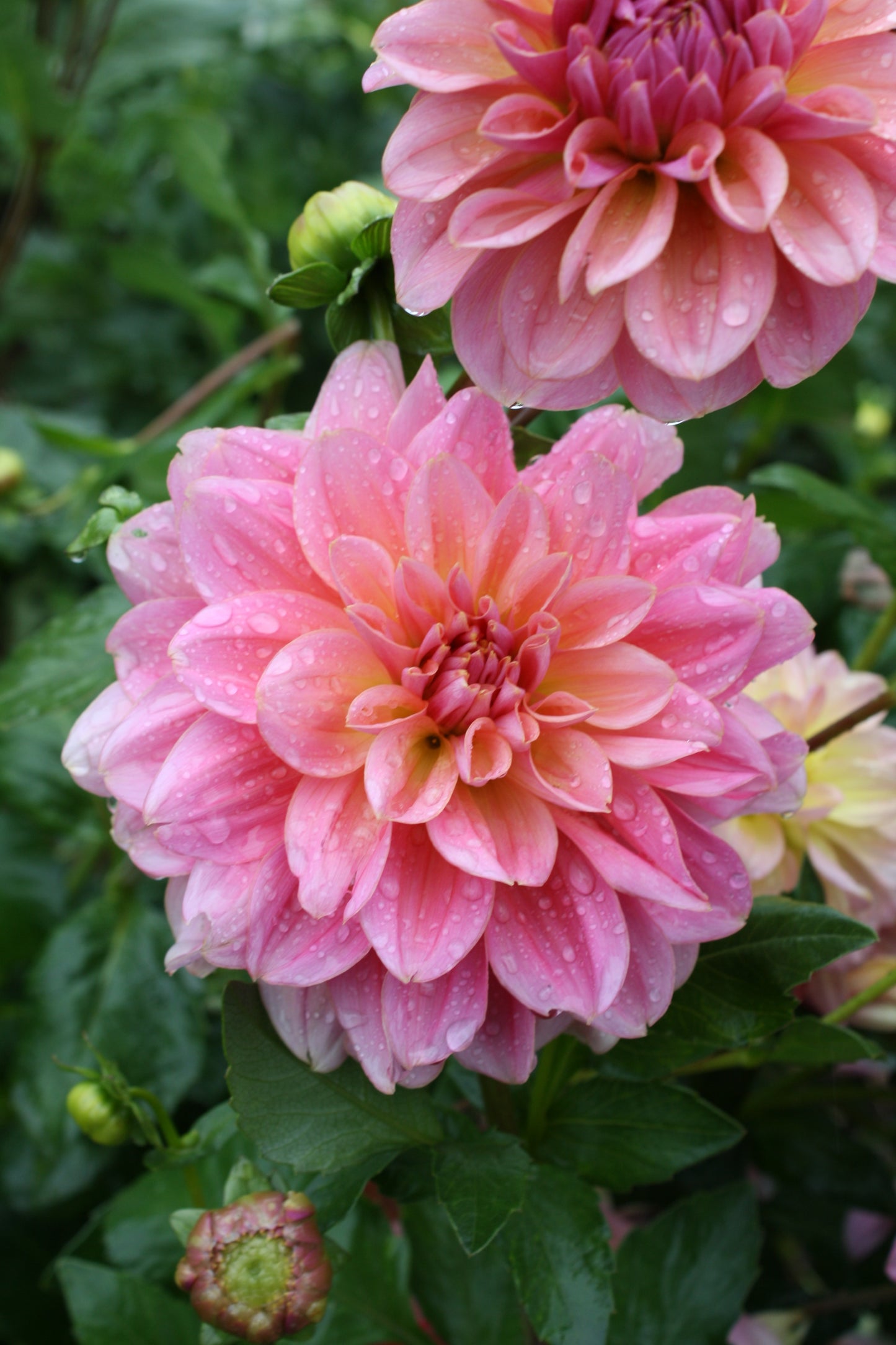 Southern Belle Dahlia Tuber