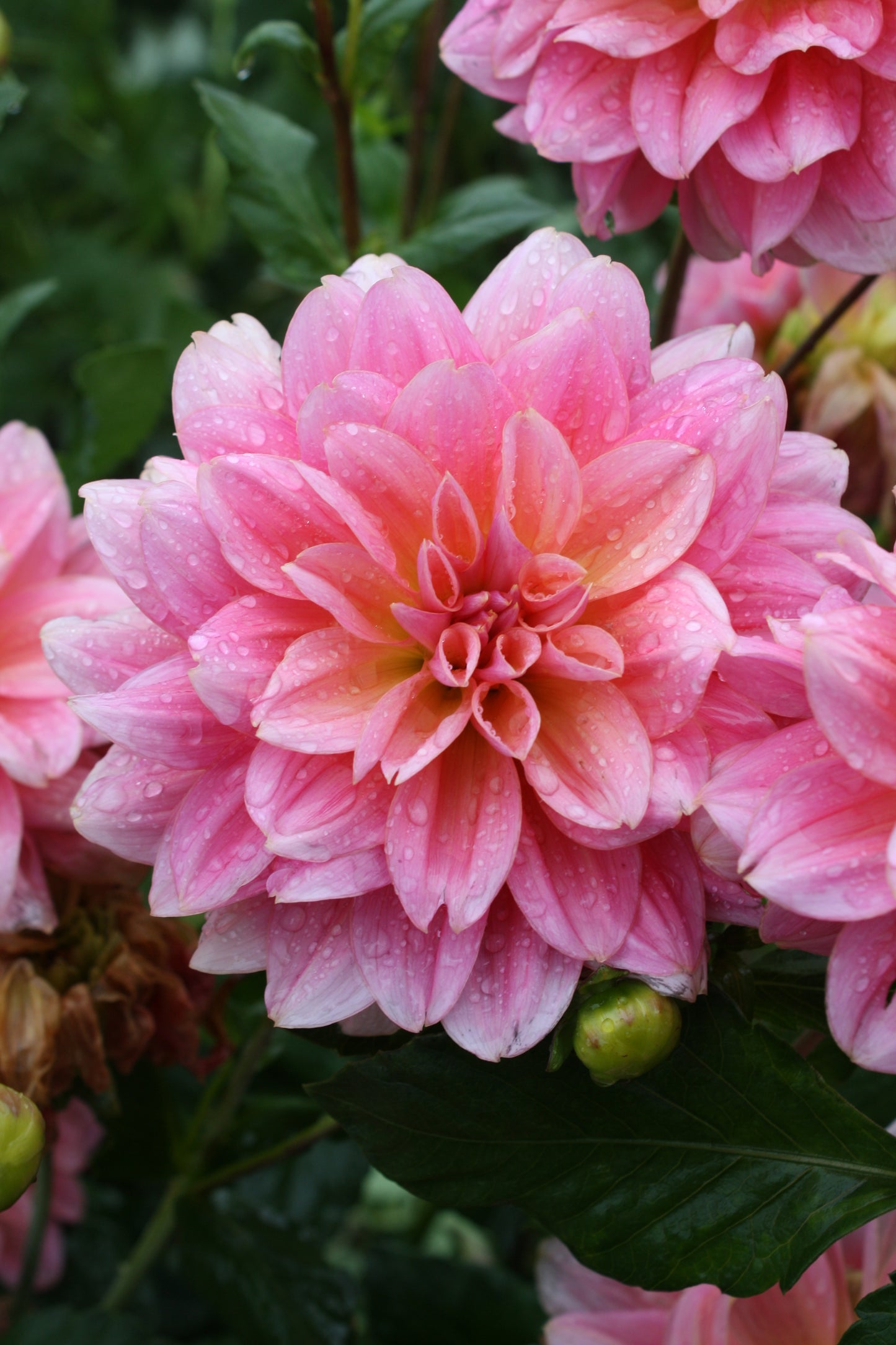 Southern Belle Dahlia Tuber