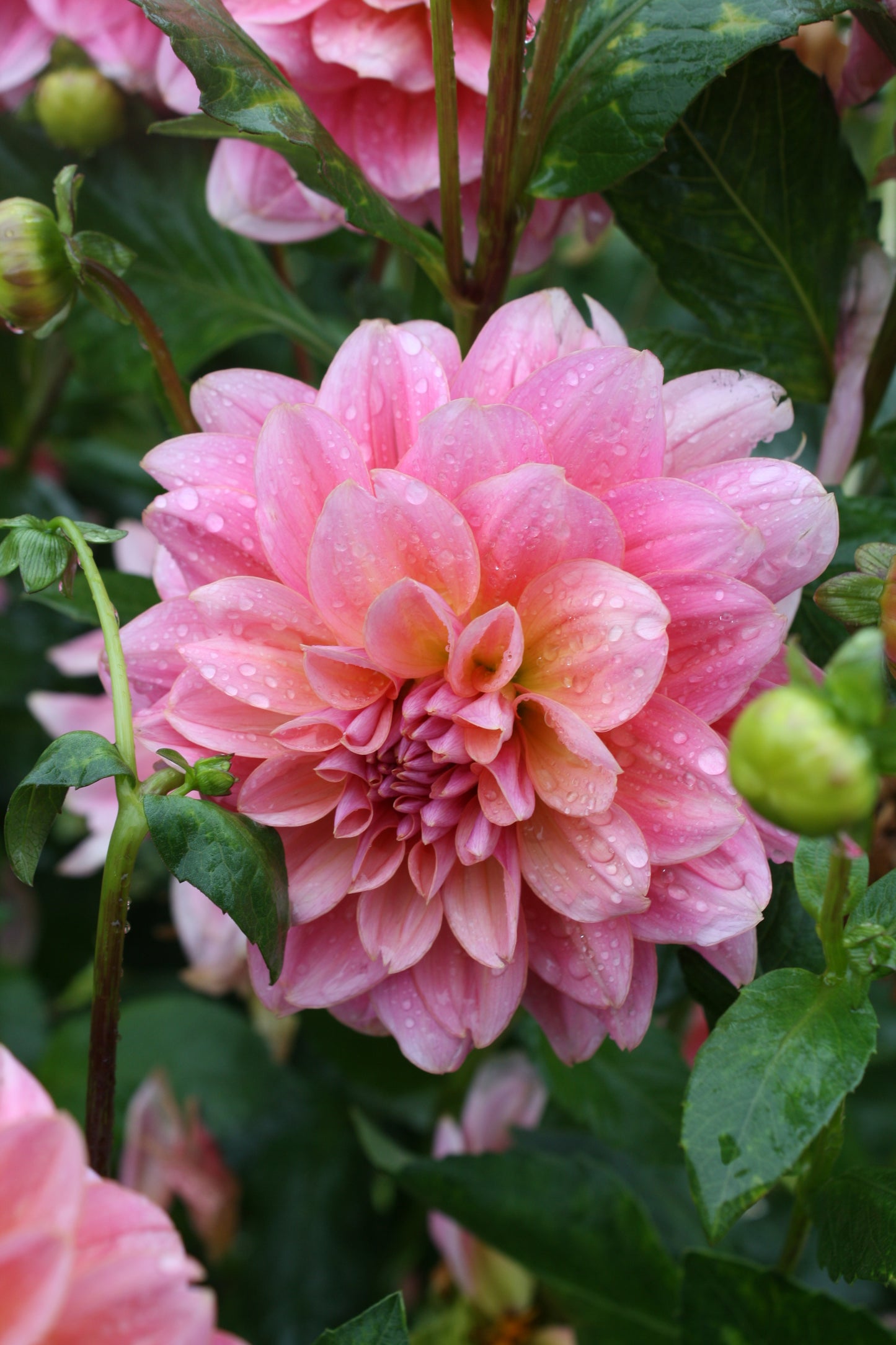 Southern Belle Dahlia Tuber