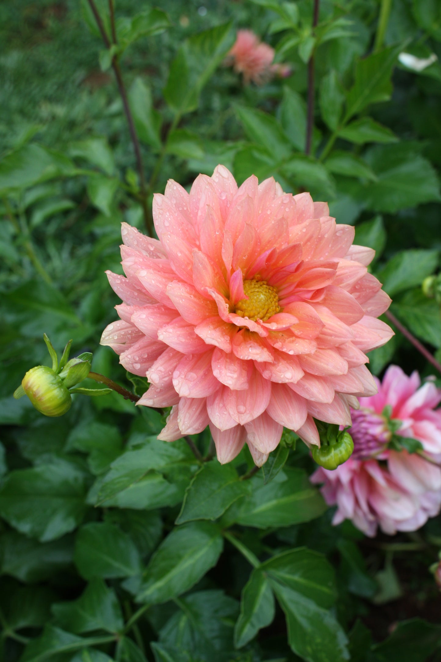 Preference Dahlia Tuber