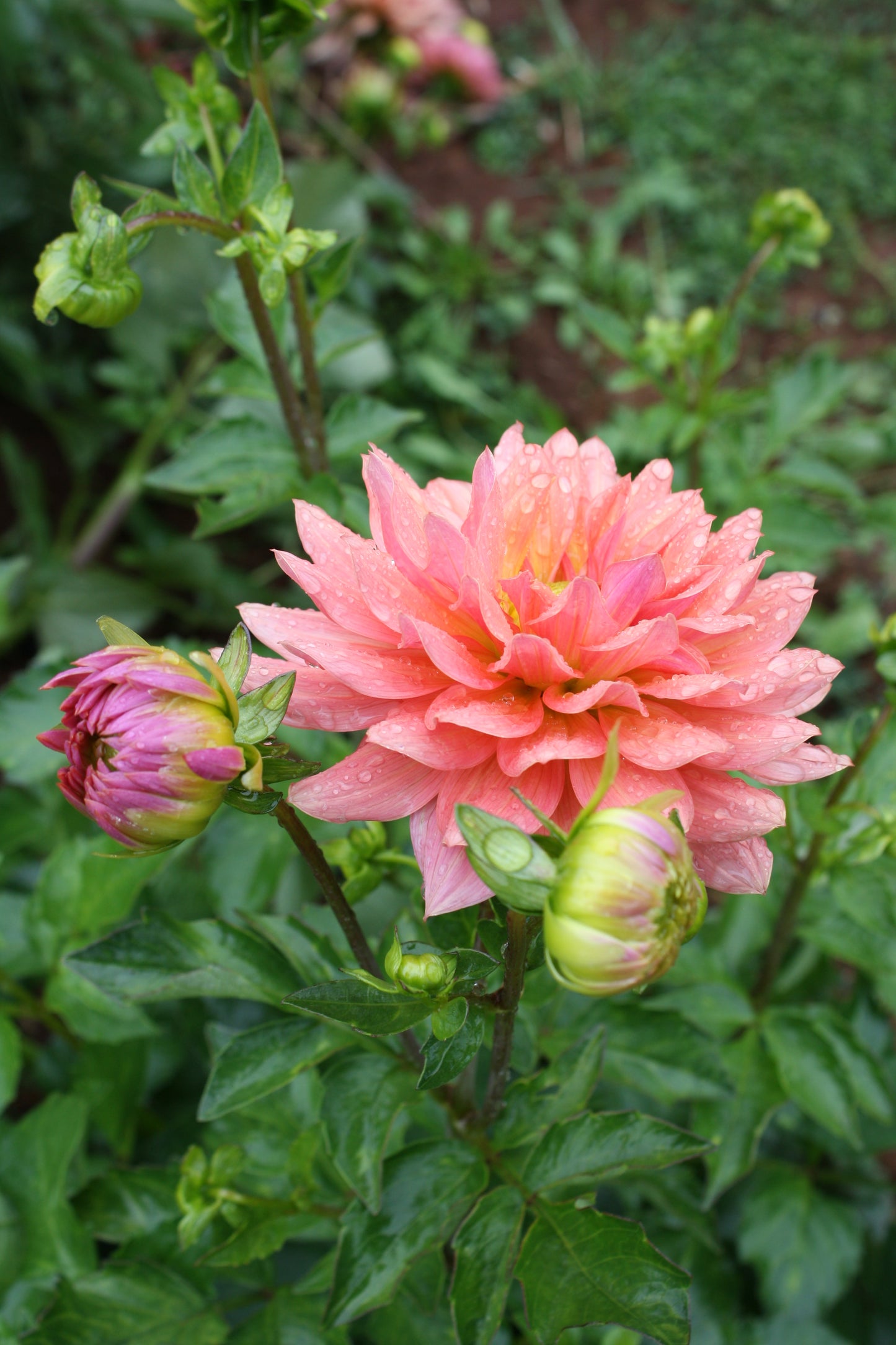 Preference Dahlia Tuber