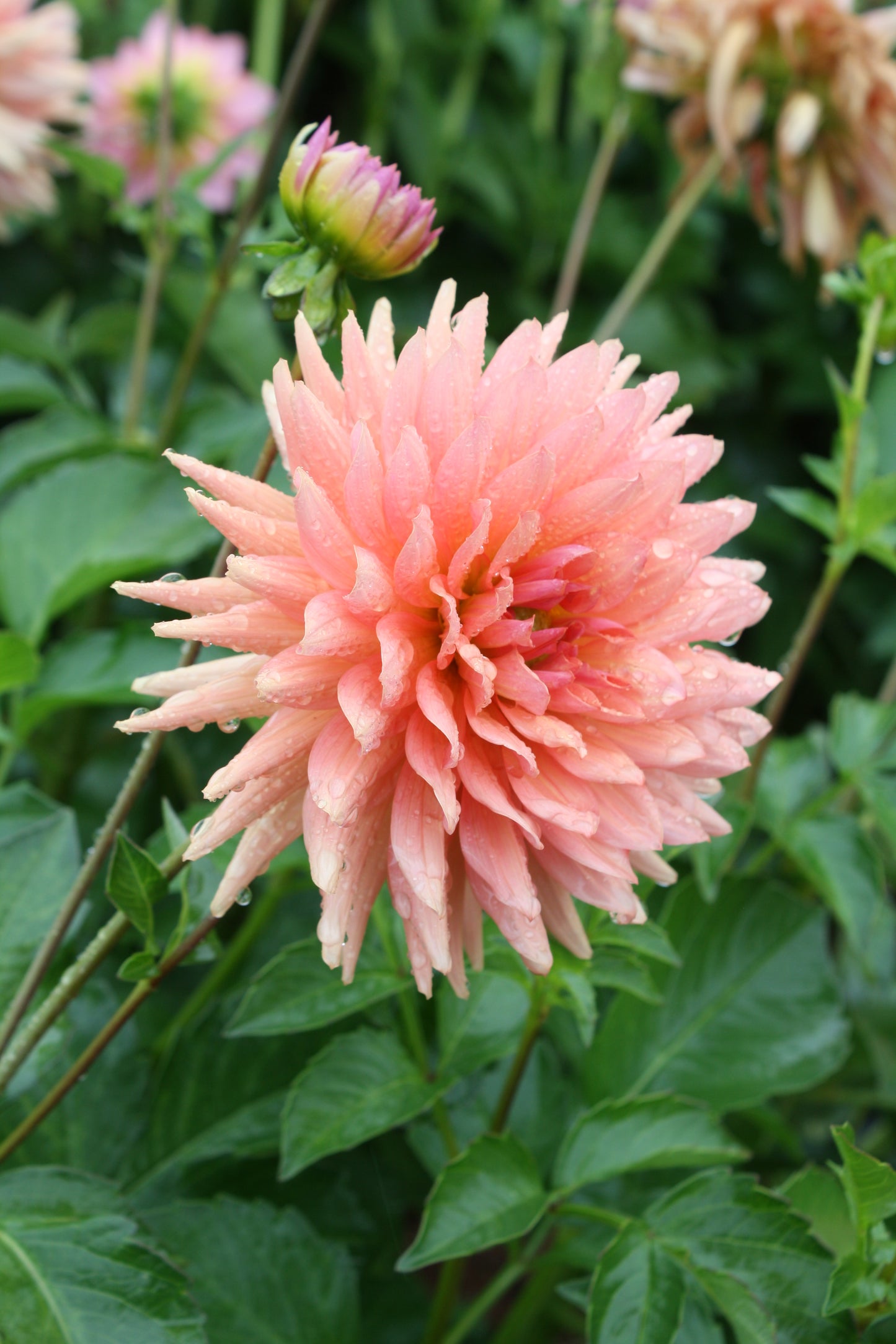 Preference Dahlia Tuber