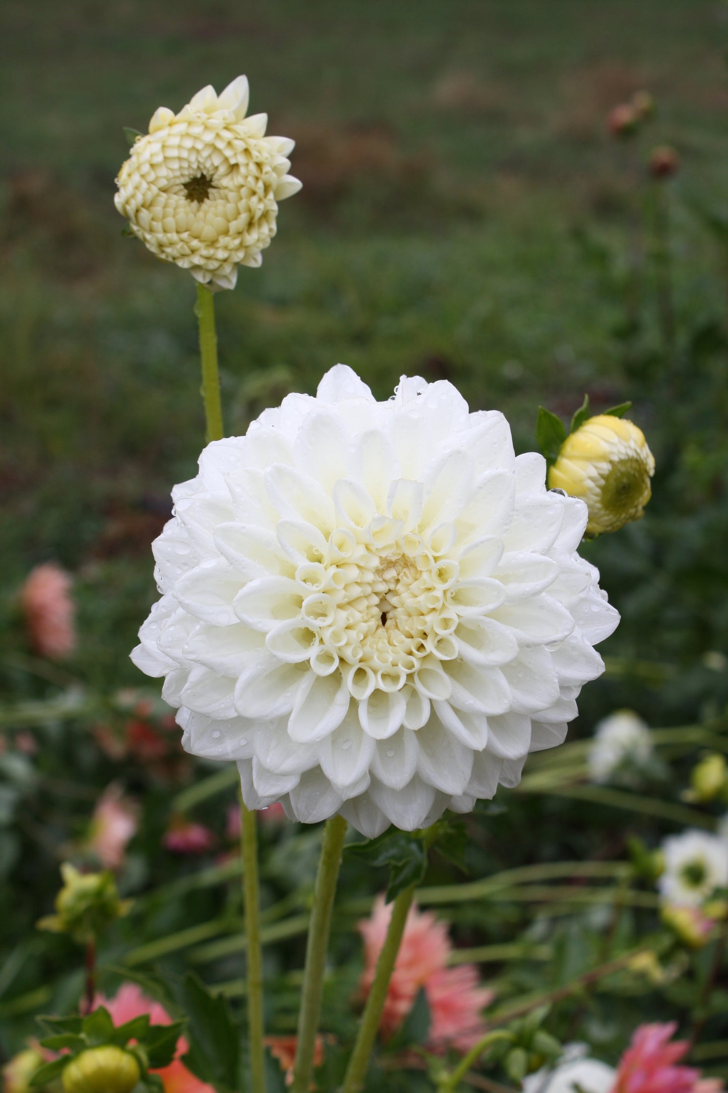 Blizzard Dahlia Tuber
