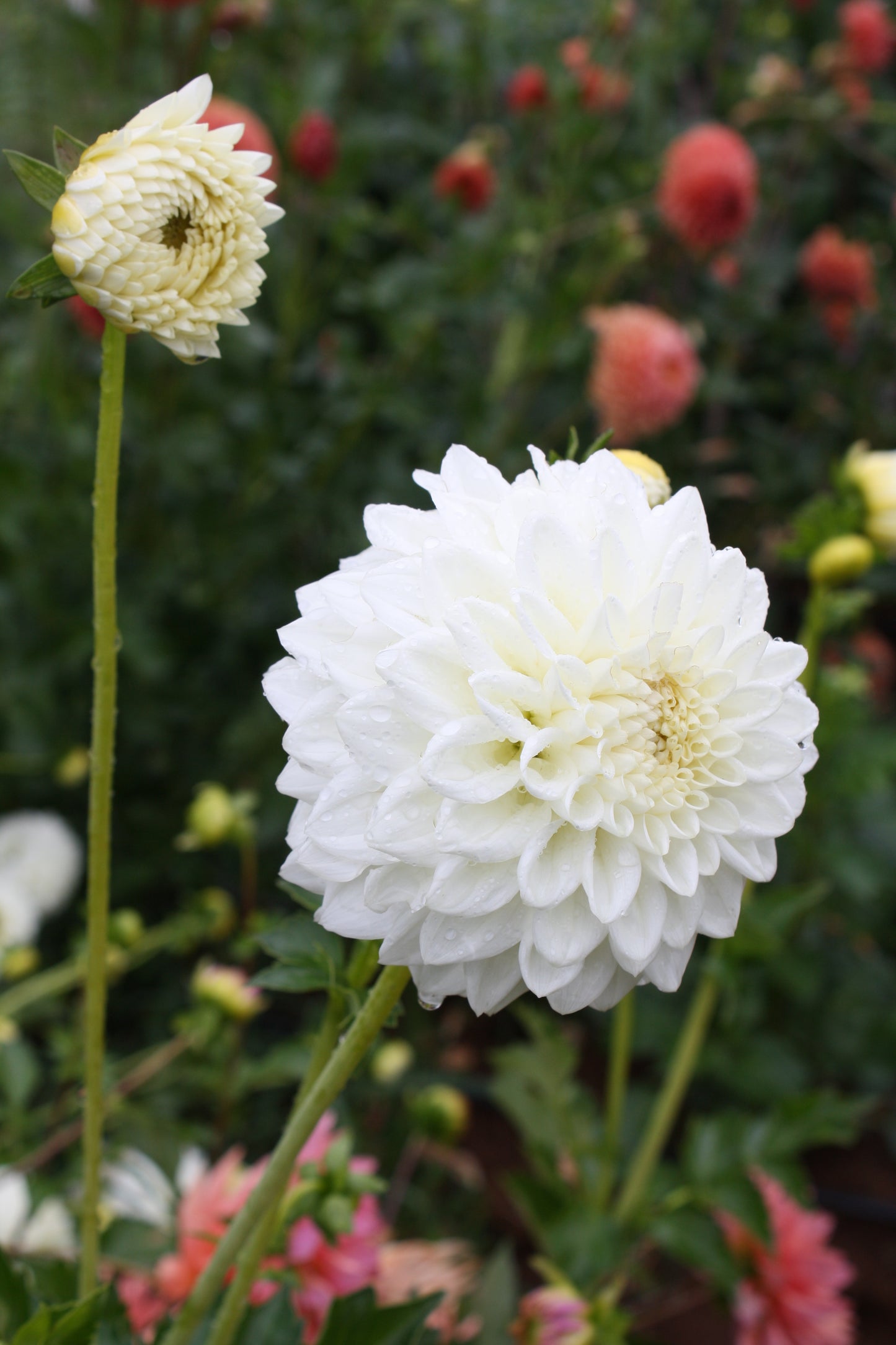 Blizzard Dahlia Tuber