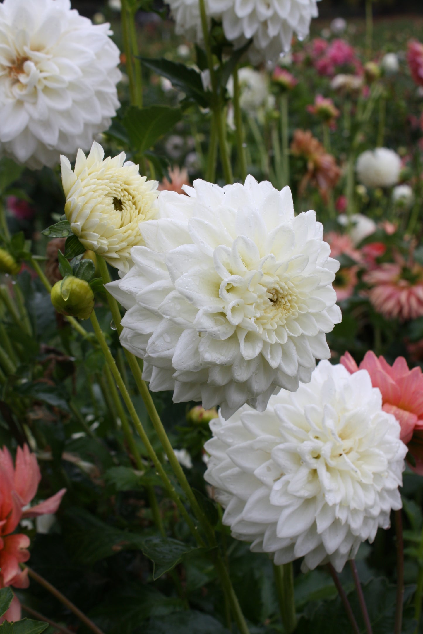 Blizzard Dahlia Tuber