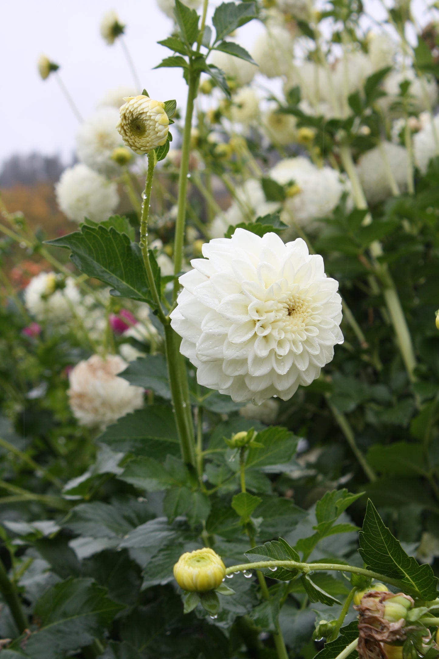 Blizzard Dahlia Tuber
