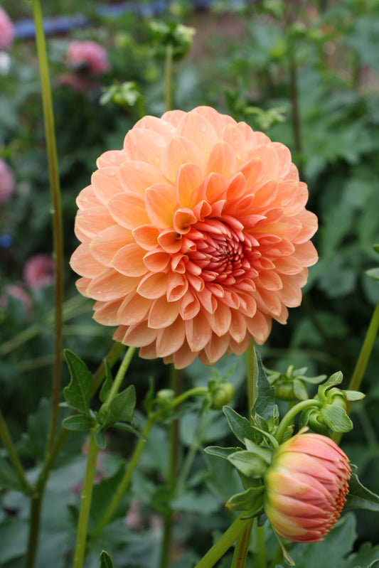 Lakeview Lucky Dahlia Tuber
