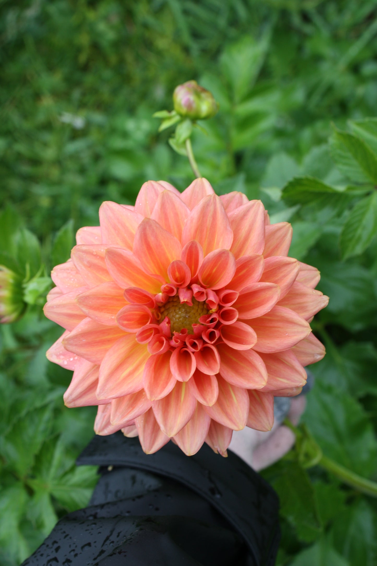 Connecticut Coral Dahlia Tuber