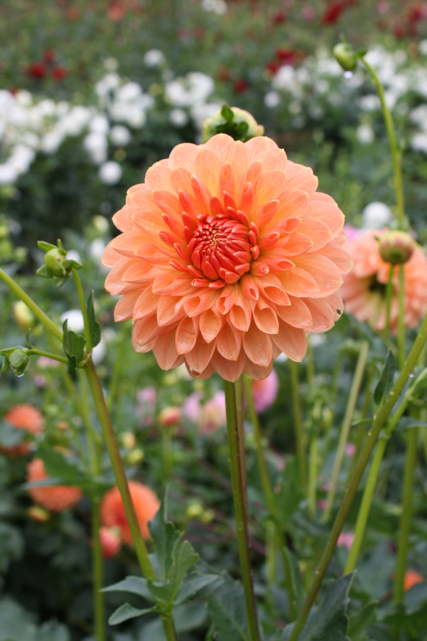 Lakeview Lucky Dahlia Tuber