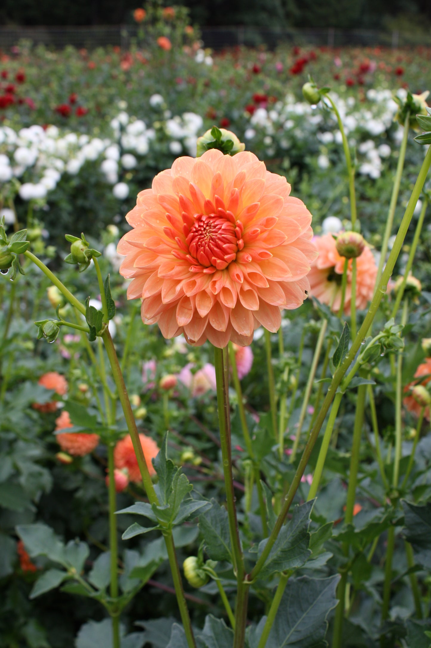 Lakeview Lucky Dahlia Tuber