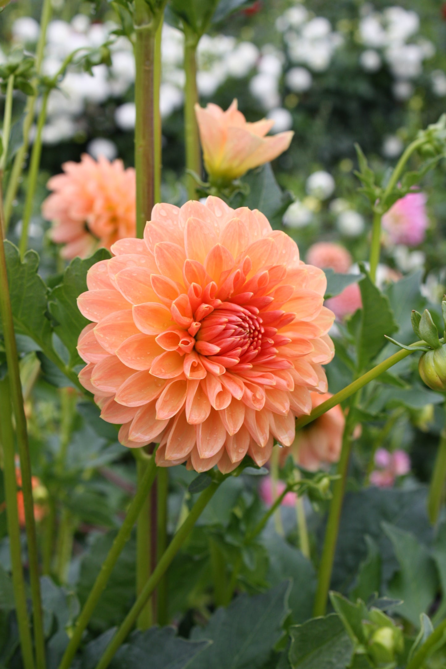 Lakeview Lucky Dahlia Tuber