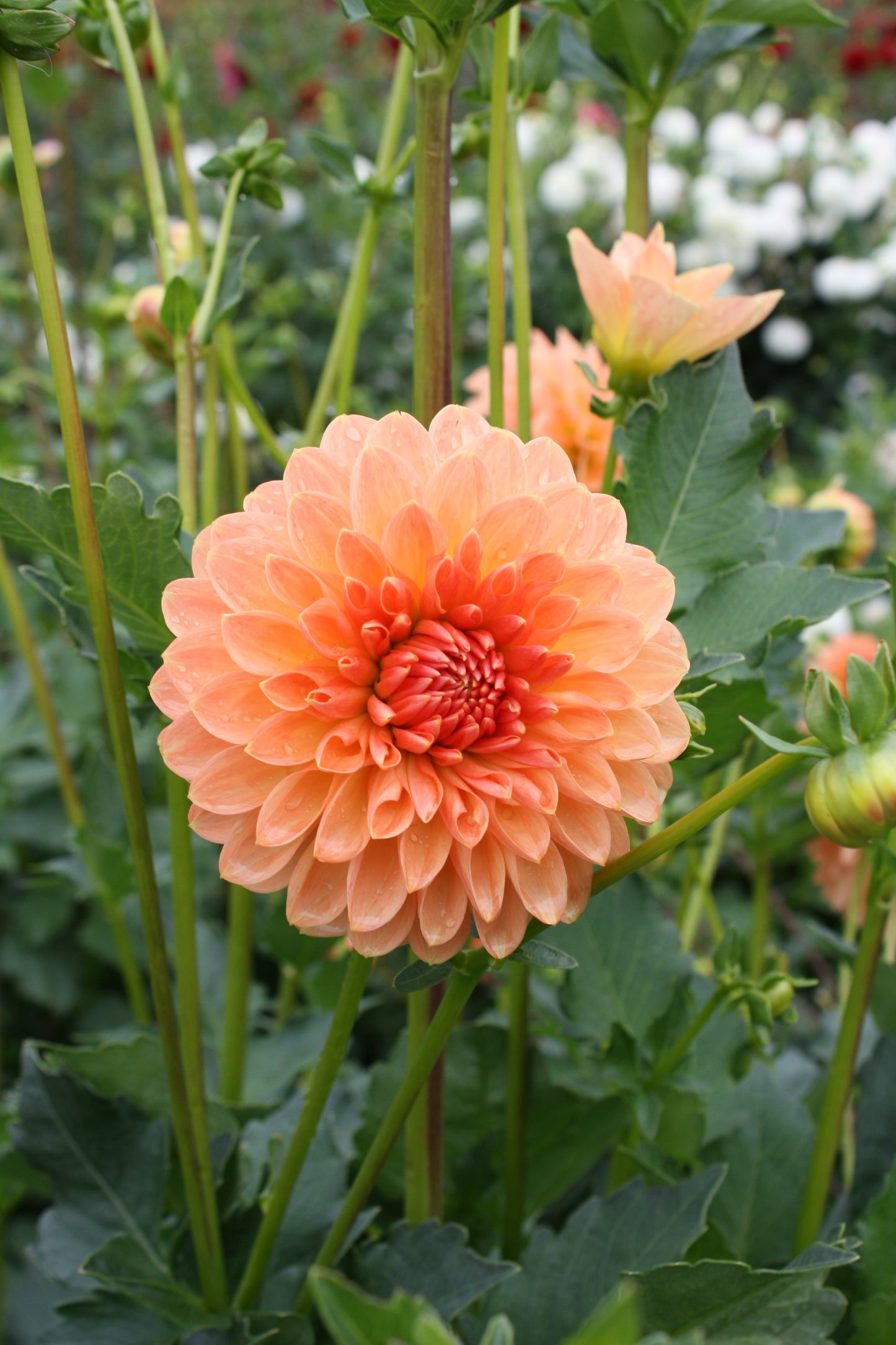 Lakeview Lucky Dahlia Tuber