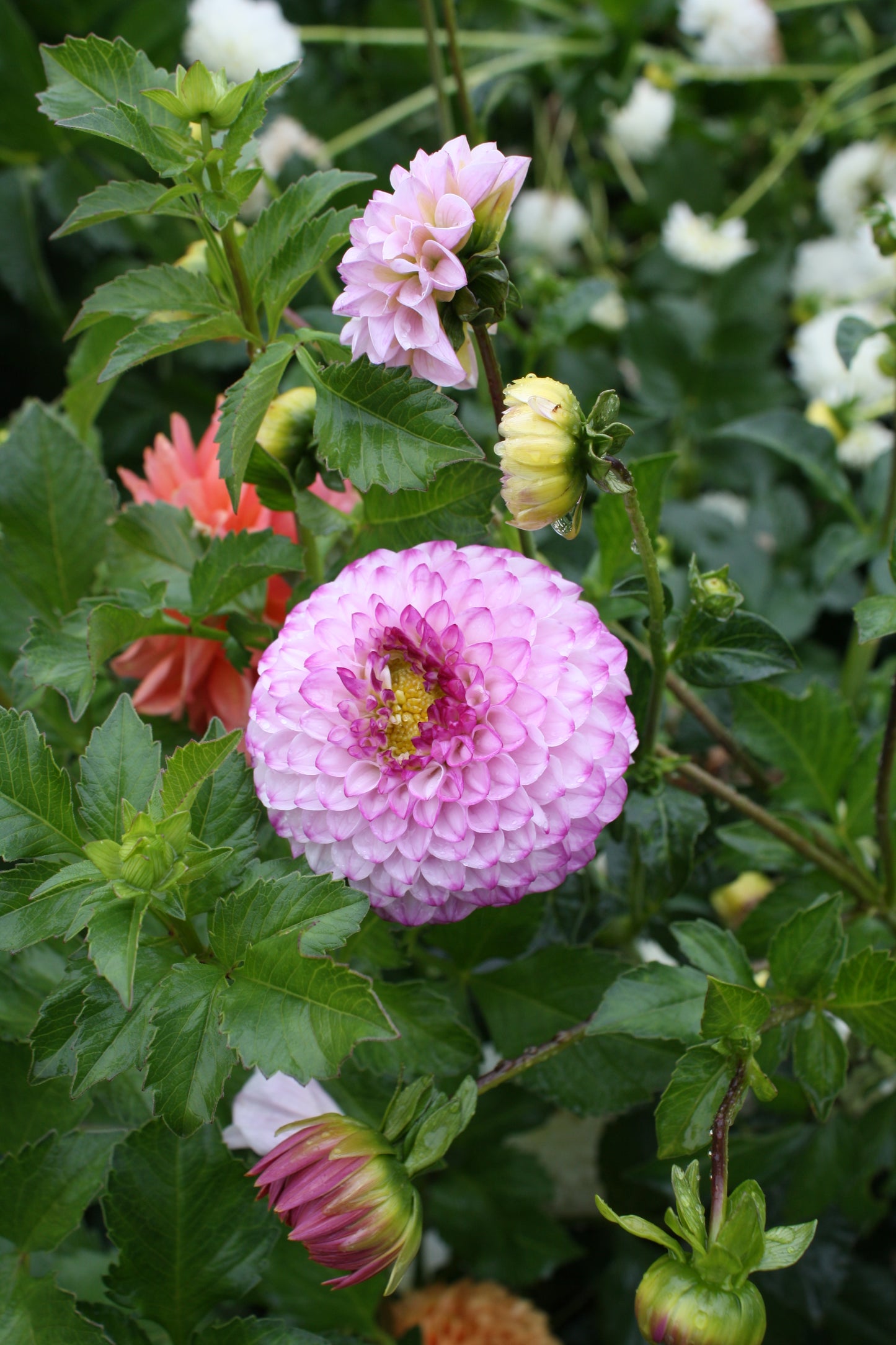 Genova Dahlia Tuber
